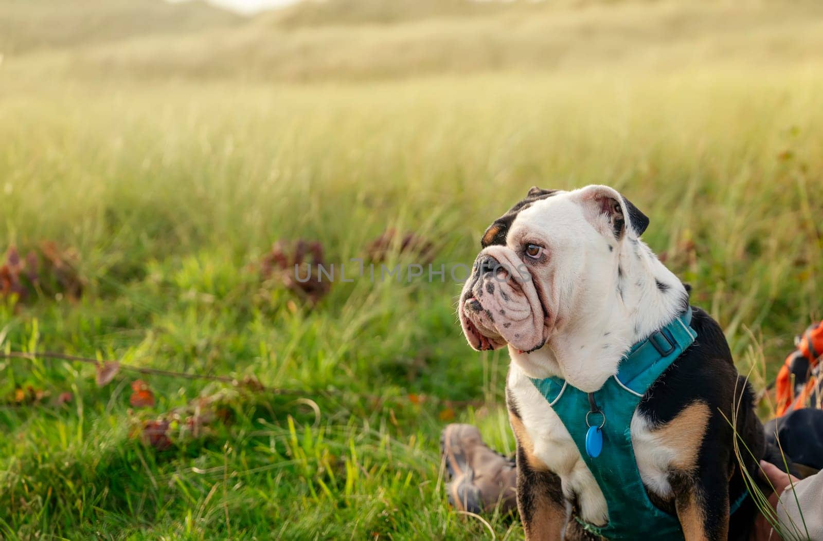 Black tri-color funny sad English British Bulldog Dog out for a walk looking up sitting in the grass in forest on Autumn sunny day at sunset