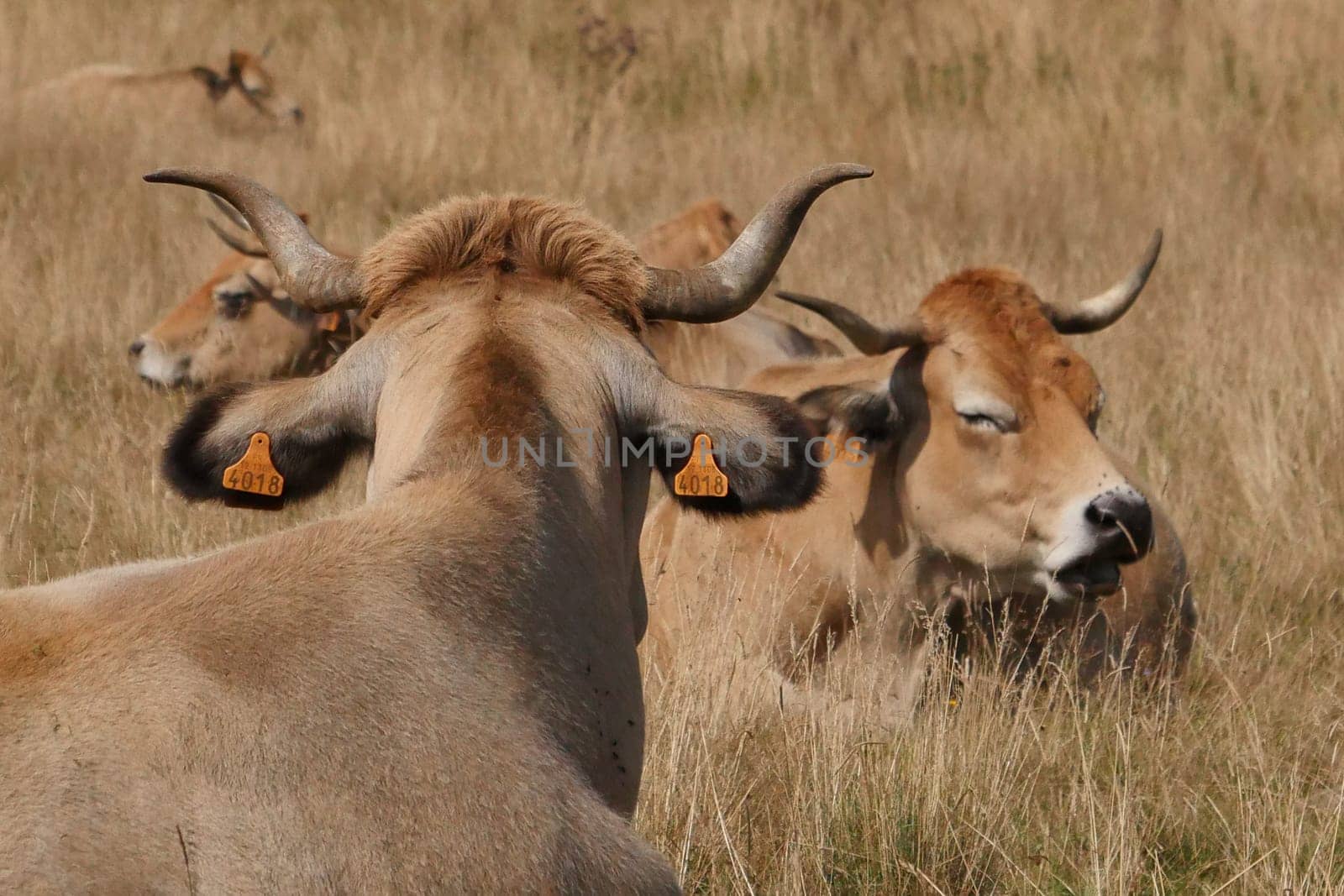 Aubrac cows in the countryside of Lozere surrounded by nature in the south of France, High quality photo