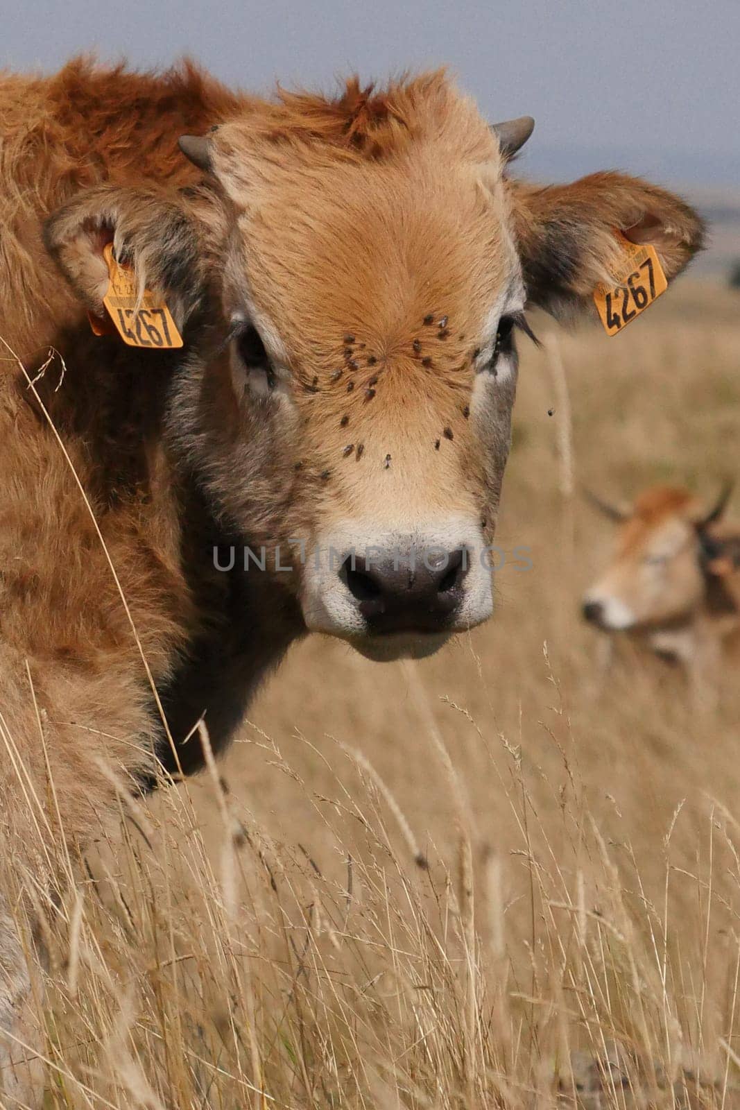 Aubrac cows in the countryside of Lozere surrounded by nature in the south of France, High quality photo