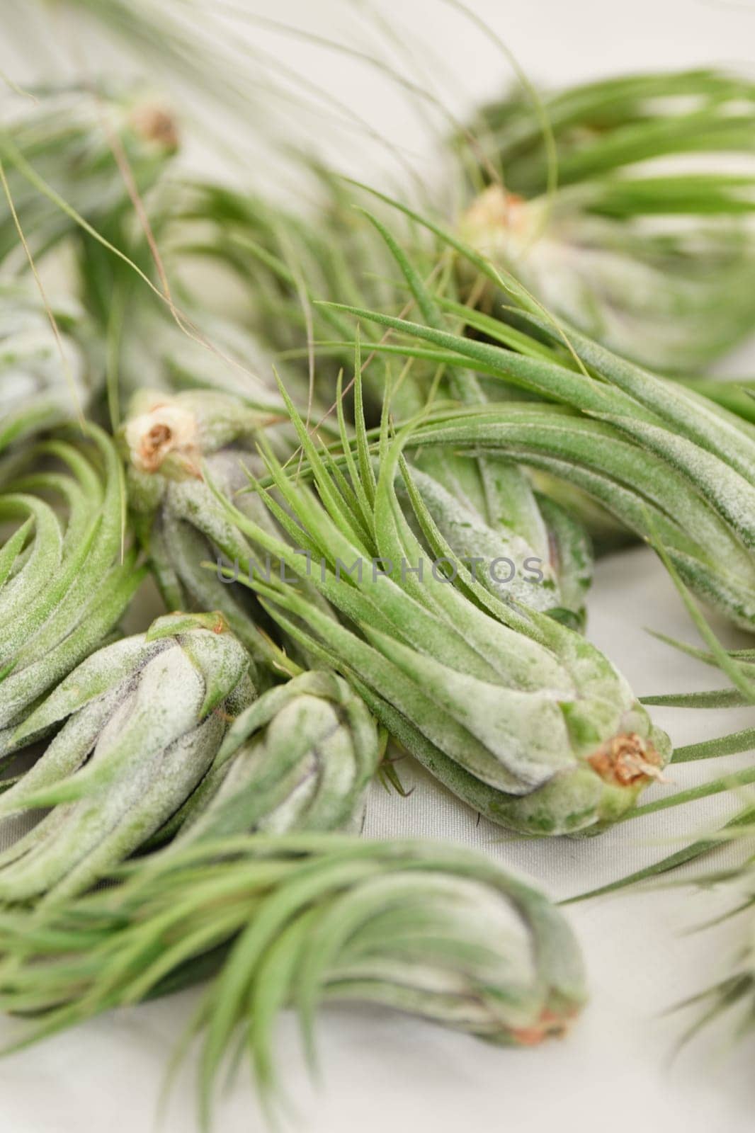 A green tillandsia air plants