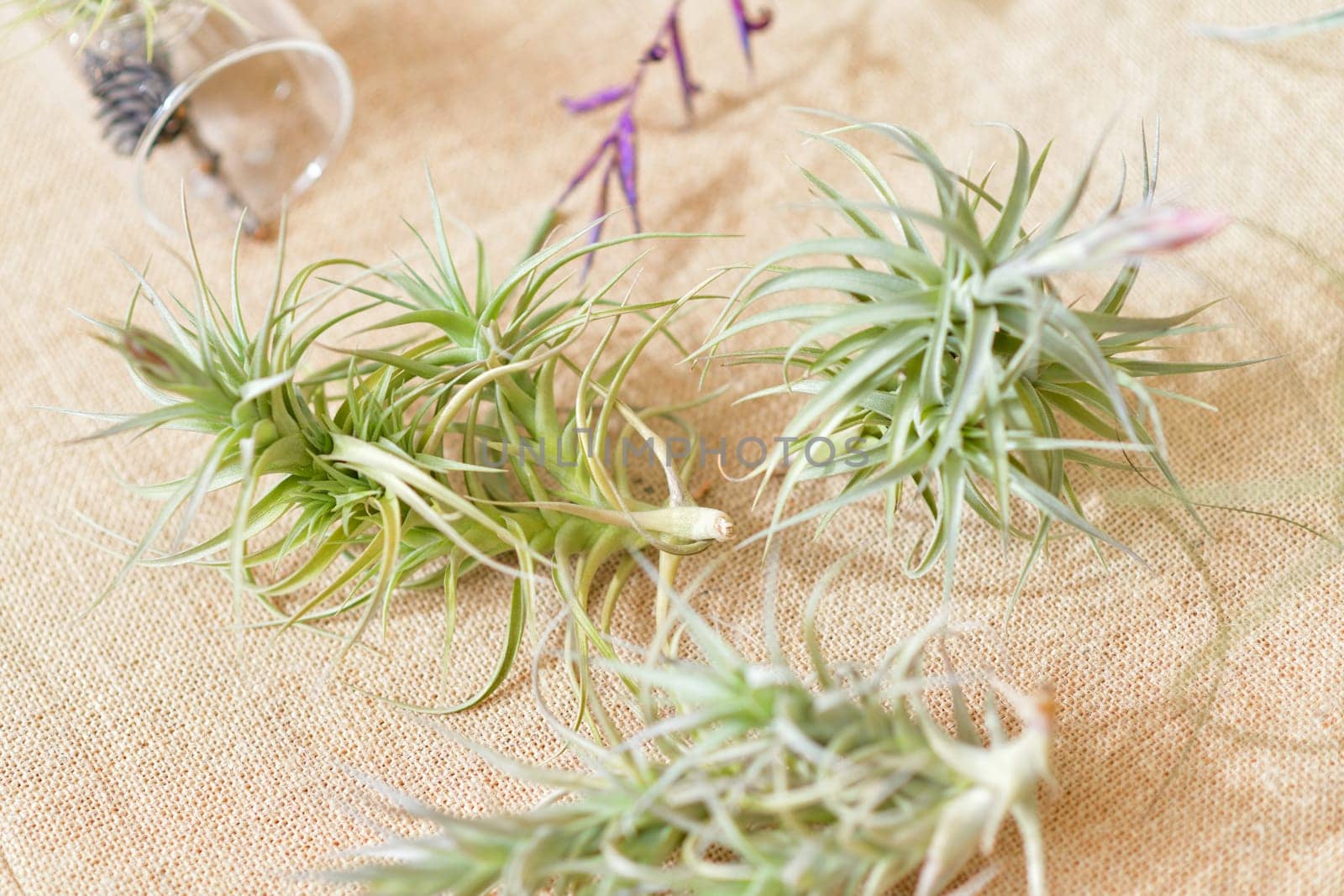 Green tillandsia air plants on a natural background