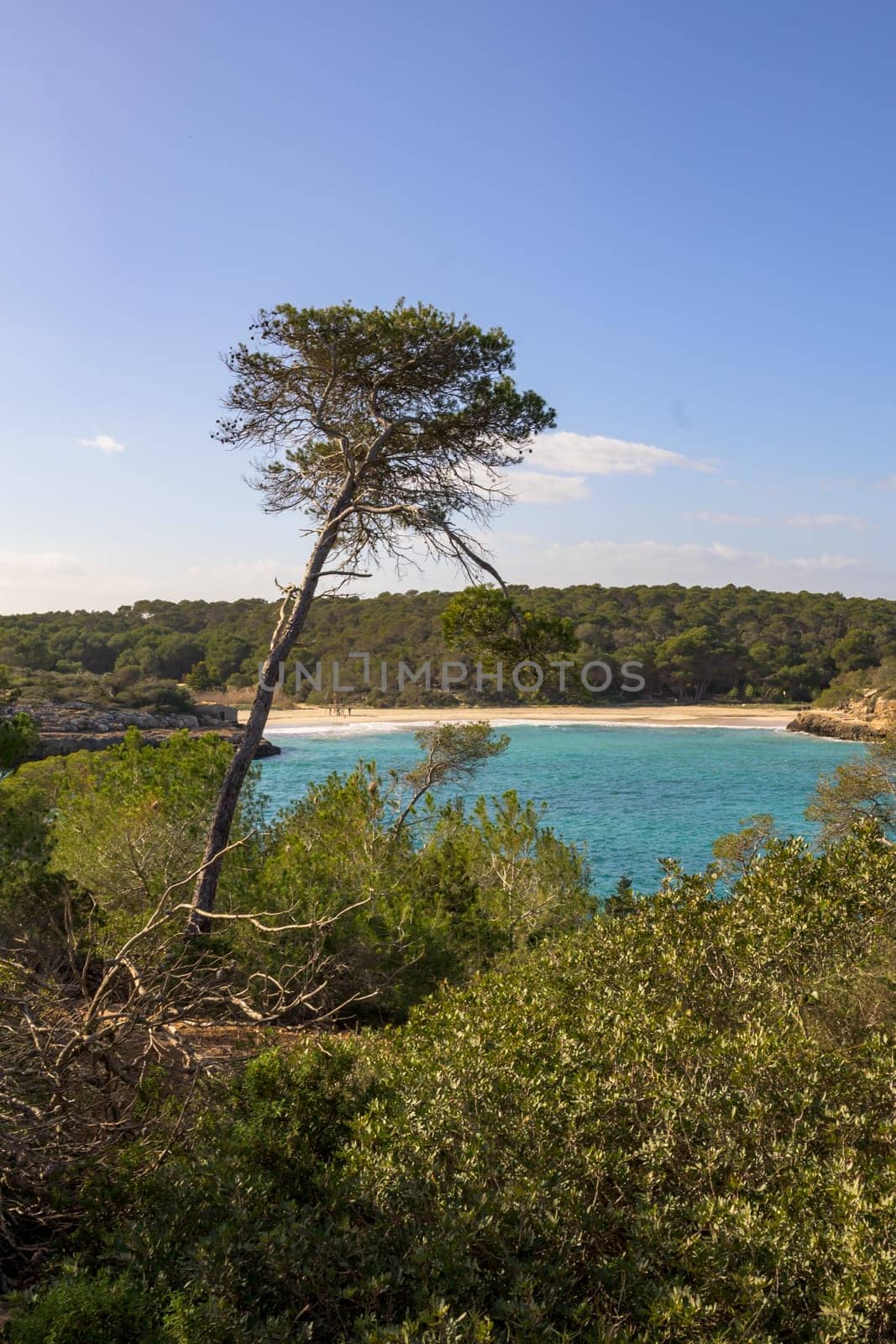 Lone tree overlooking turquoise bay with dense forest backdrop, cala mondrago, mallorca, balearic island, spain,