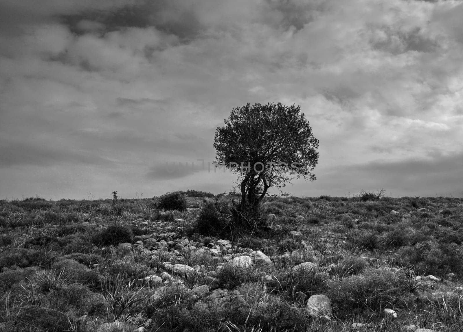 A solitary tree rises prominently in a rocky terrain, surrounded by sparse vegetation under a moody sky at dawn.