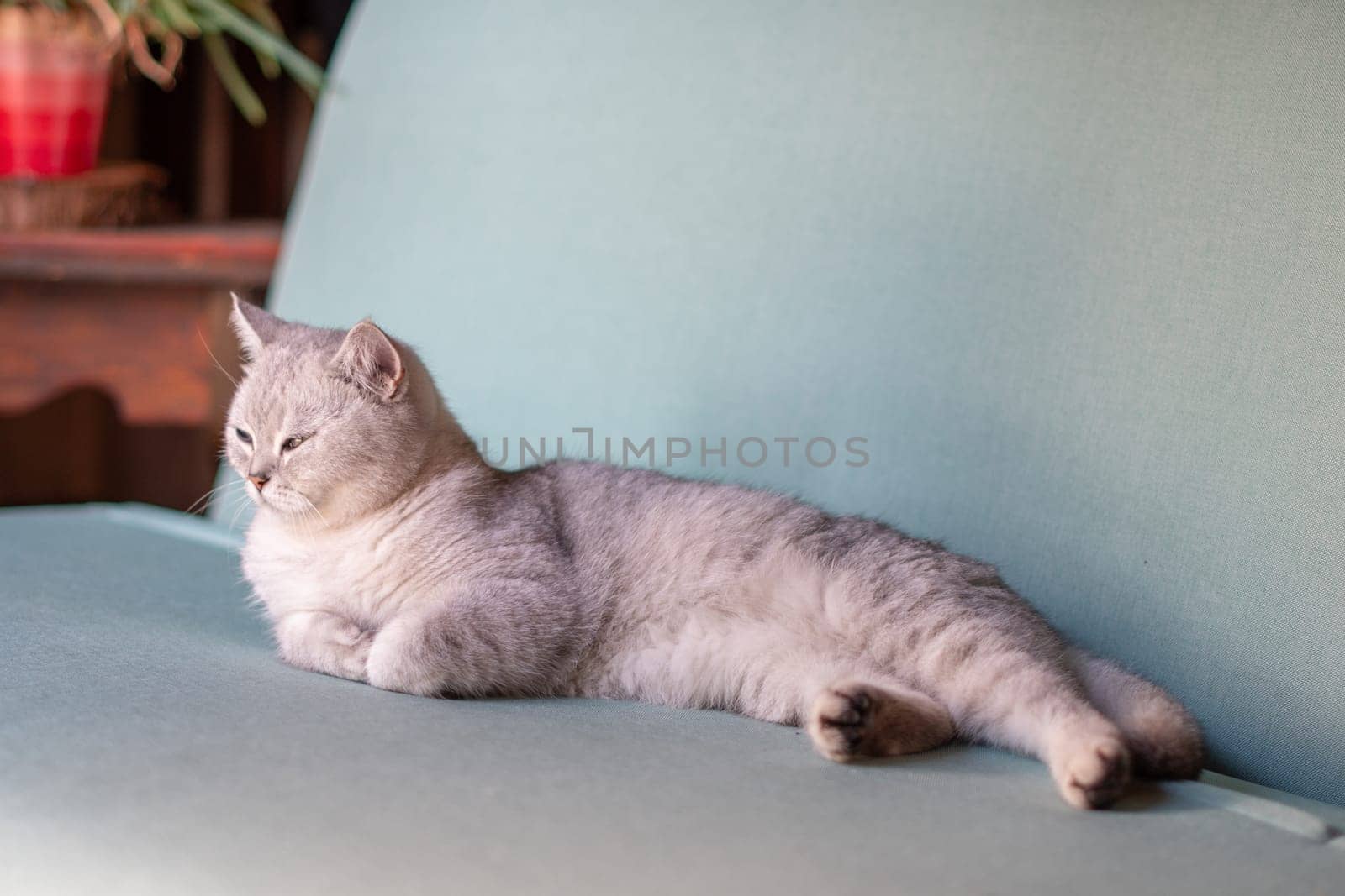 Scottish straight gray kitten sleeping peacefully on blue sofa in room with closed eyes and folded front paws, concept of comfort and warmth for pet,