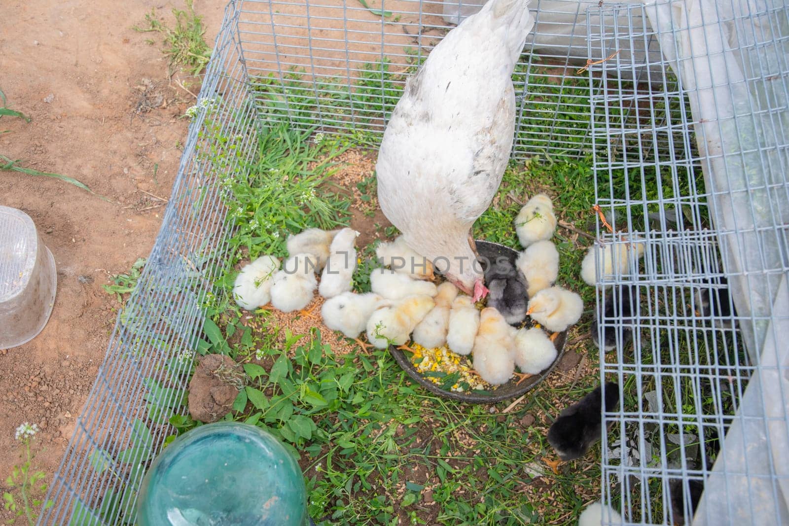 White hen feeding chicks with corn inside a cage situated on lush grass, while some chicks explore the area outside the cage, enjoying the warmth of the rural environment
