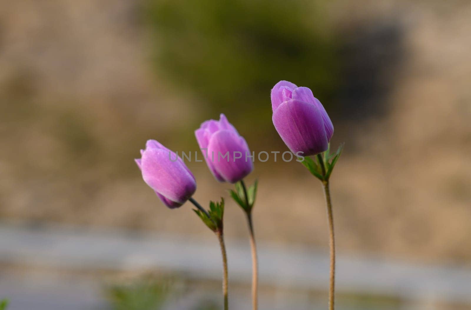 Purple flowers bloom gracefully, thriving in a gentle landscape as the warm sun casts a soft glow around them.