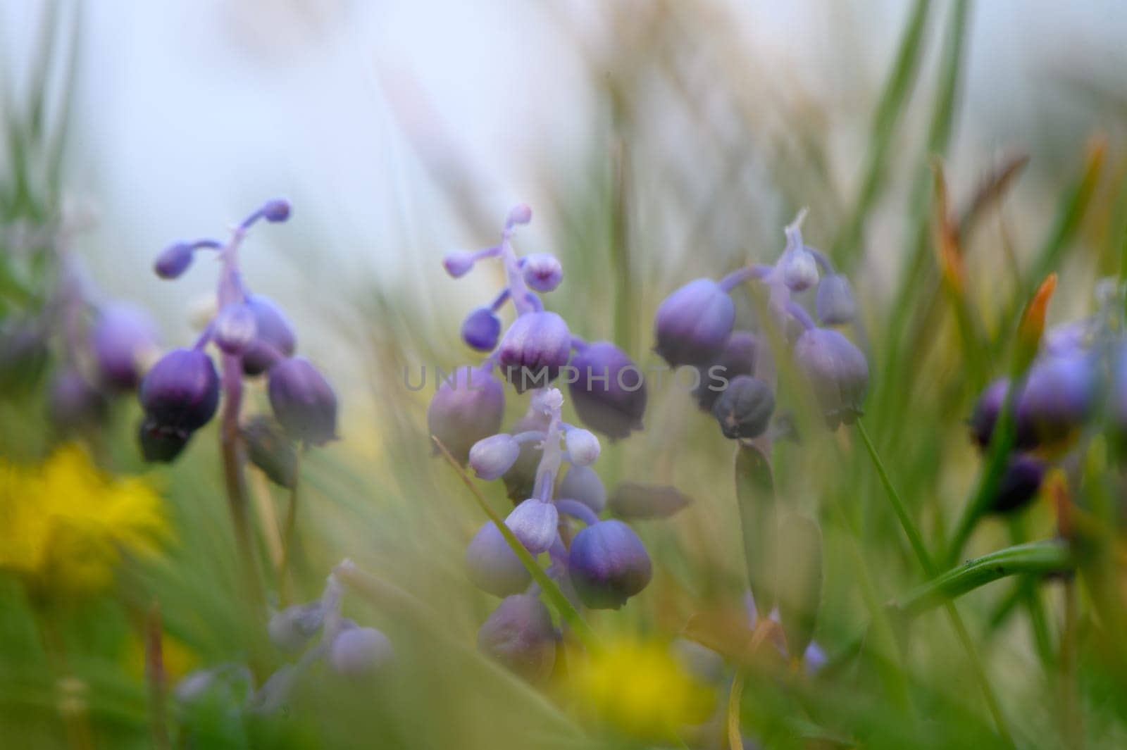 Soft purple blooms emerge gracefully from lush grass, painting a serene portrait of spring's gentle embrace.