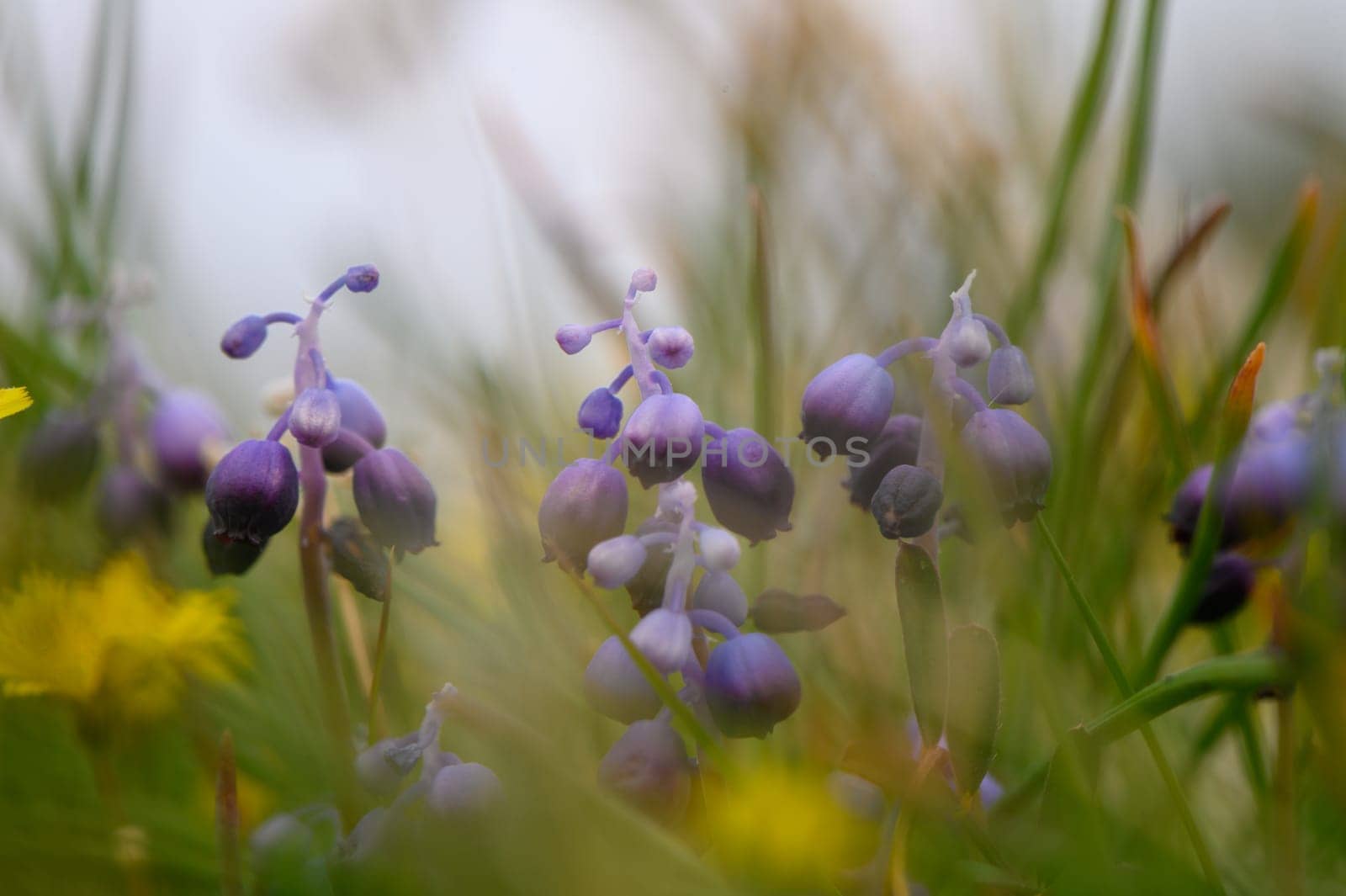 Delicate clusters of purple wildflowers emerge from vibrant green grass, inviting the serenity of spring into view.
