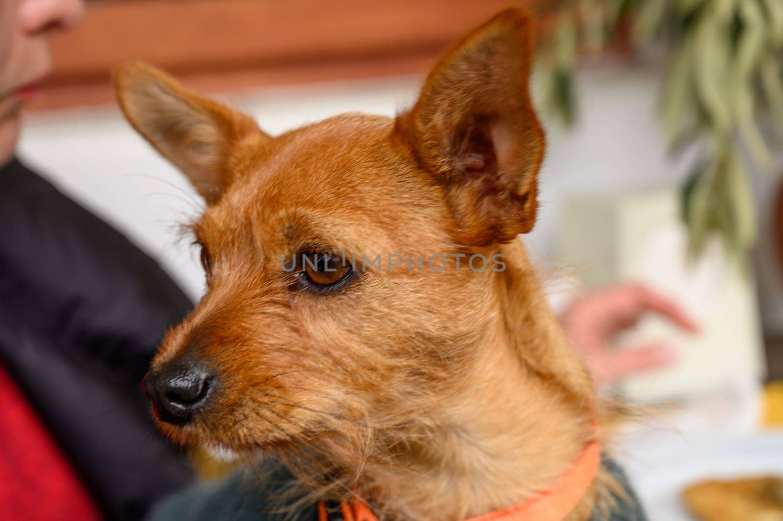 A playful dog gazes attentively while its owner enjoys a quiet moment in a welcoming space filled with warmth.