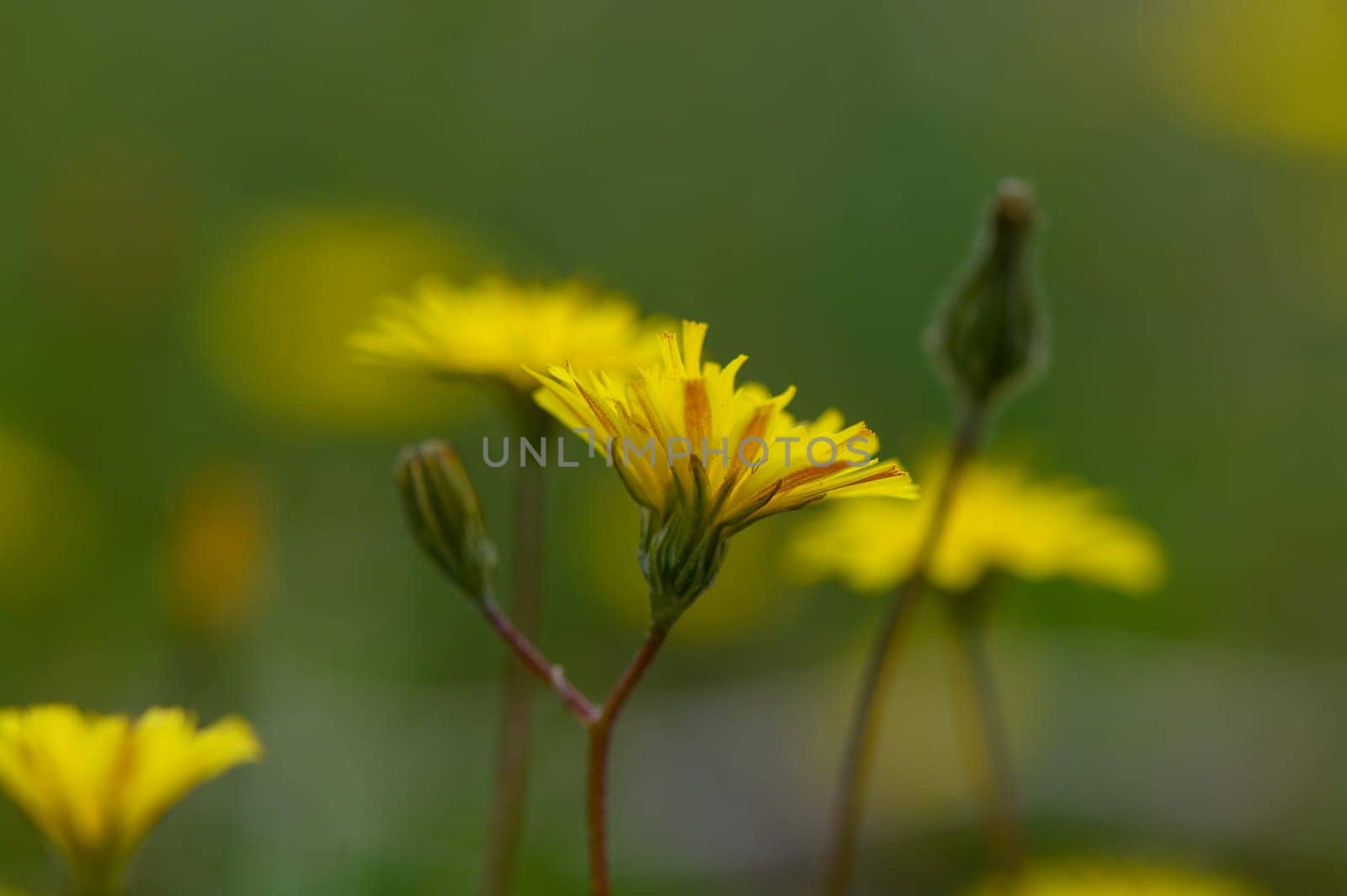 Delicate yellow petals rise gracefully from slender stems, illuminating a lush green landscape in gentle sunlight.
