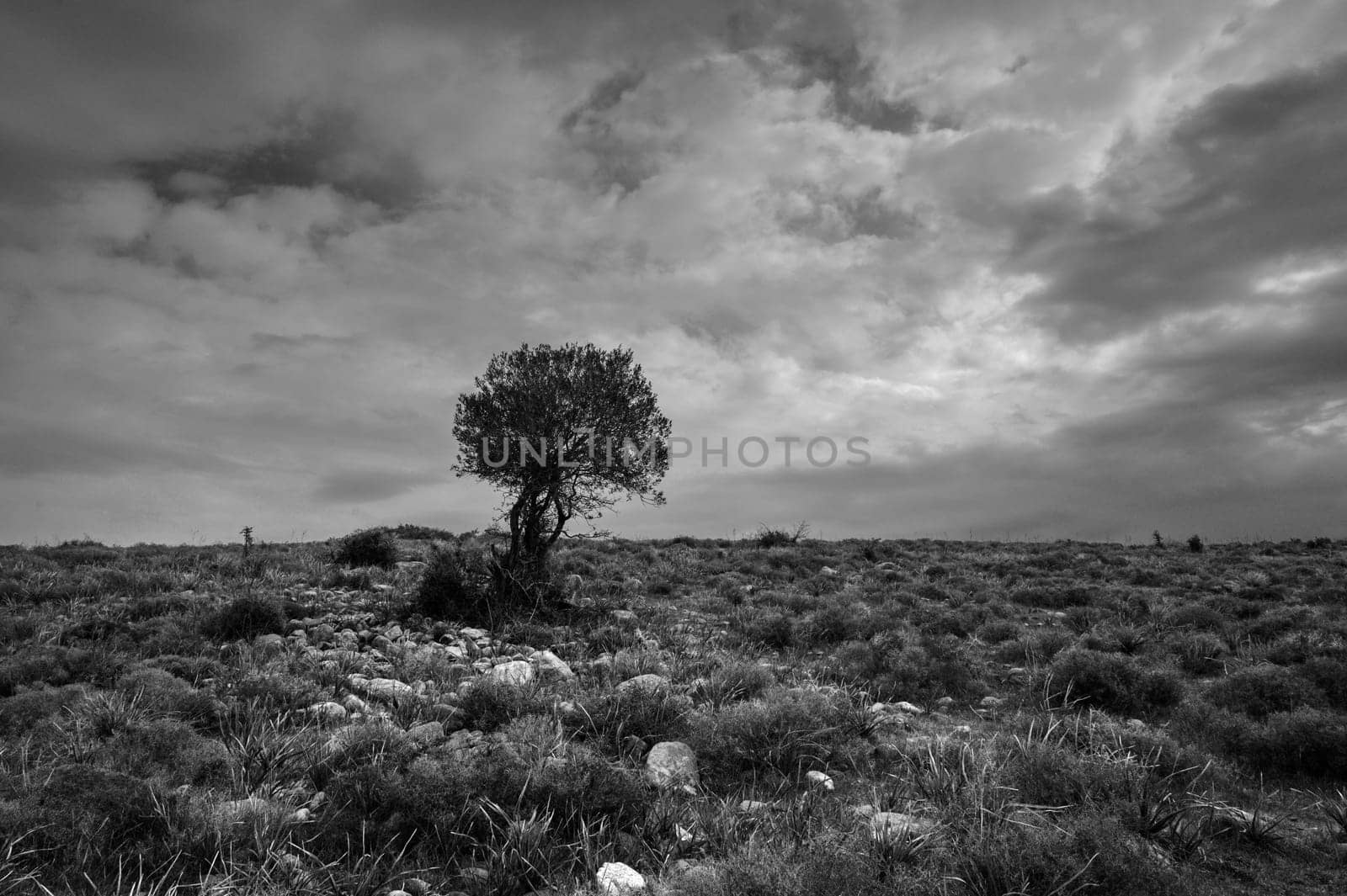 A lone tree rises from rocky terrain under an ominous sky, capturing the beauty of nature's solitude at twilight.