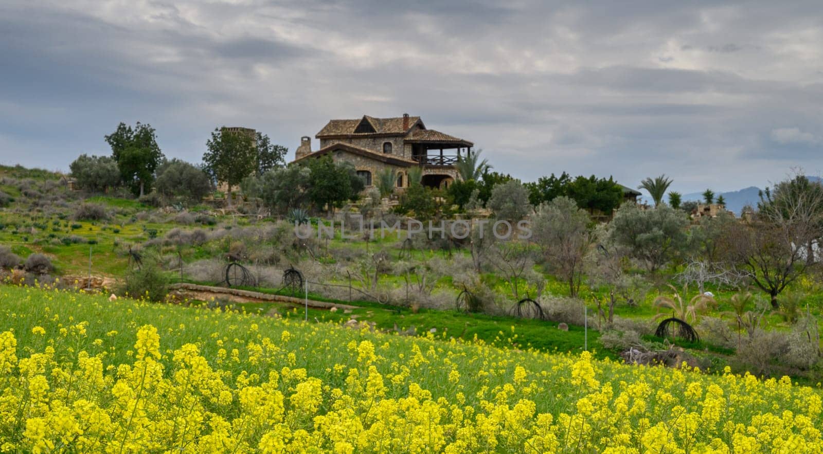 Yellow blossoms stretch across the field, contrasting beautifully with the green hills and an elegant rustic house.