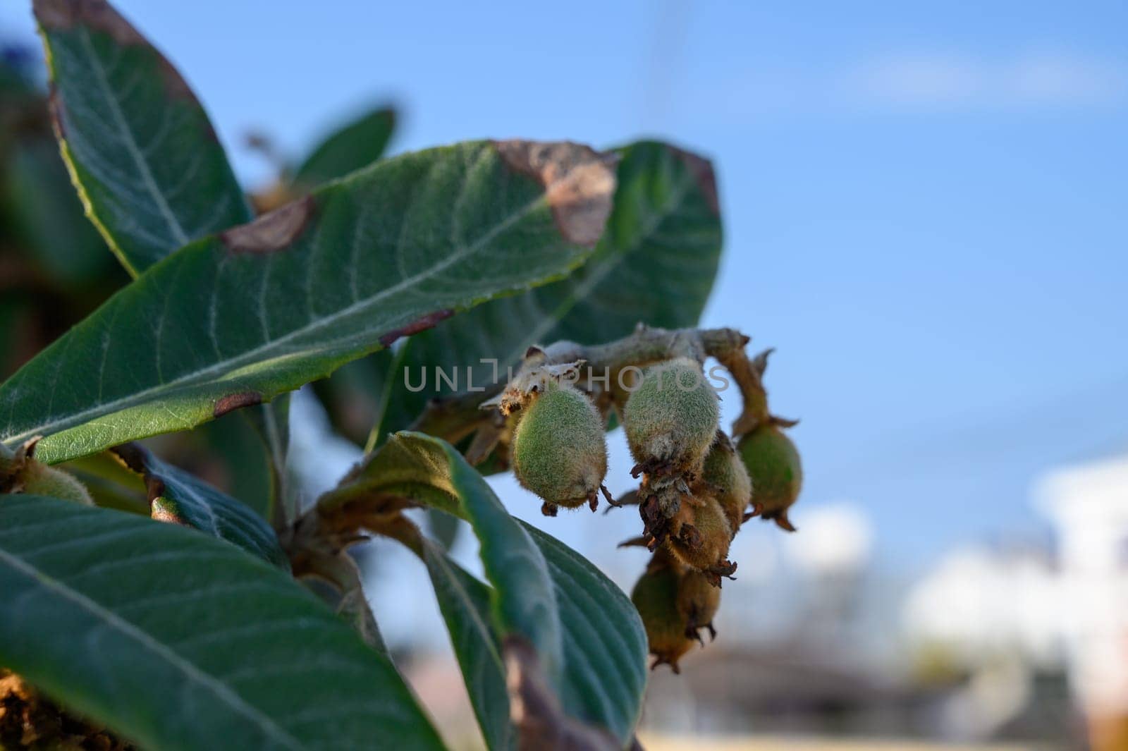 Young fruits emerge from vibrant green leaves, basking in the sunlight against a bright blue backdrop.