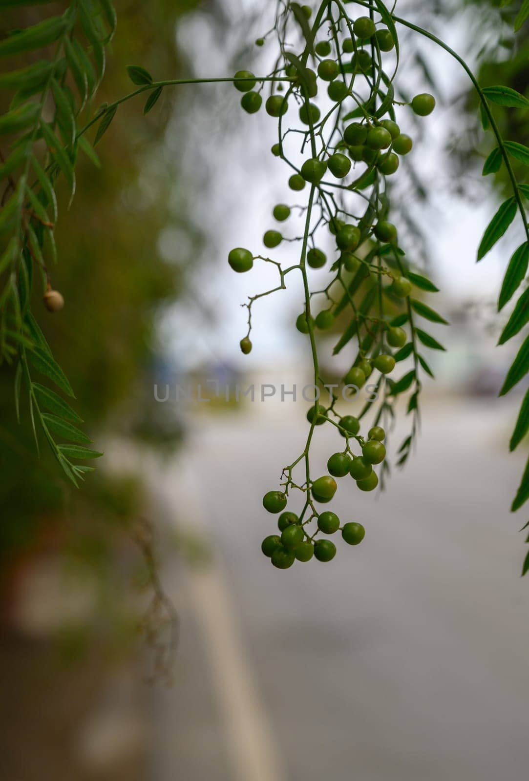 Tiny green berries hang delicately from lush branches, framing a peaceful road and soft afternoon ambiance.