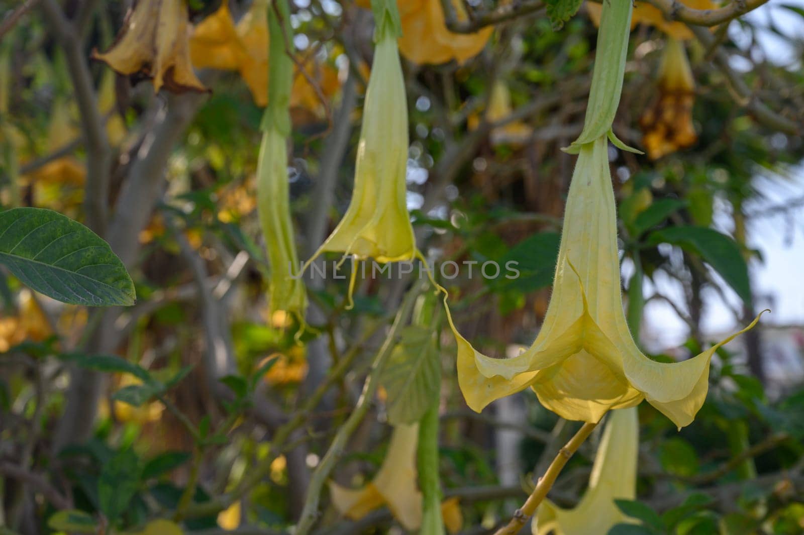 Delicate trumpet-shaped blooms dangle from their green branches, radiating a soft yellow under the bright sun.