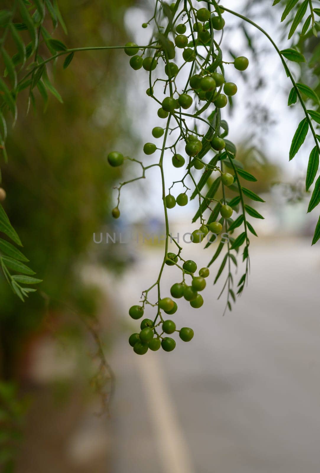 Delicate green berries hang in clusters from vibrant foliage along a serene street, embracing nature's beauty.
