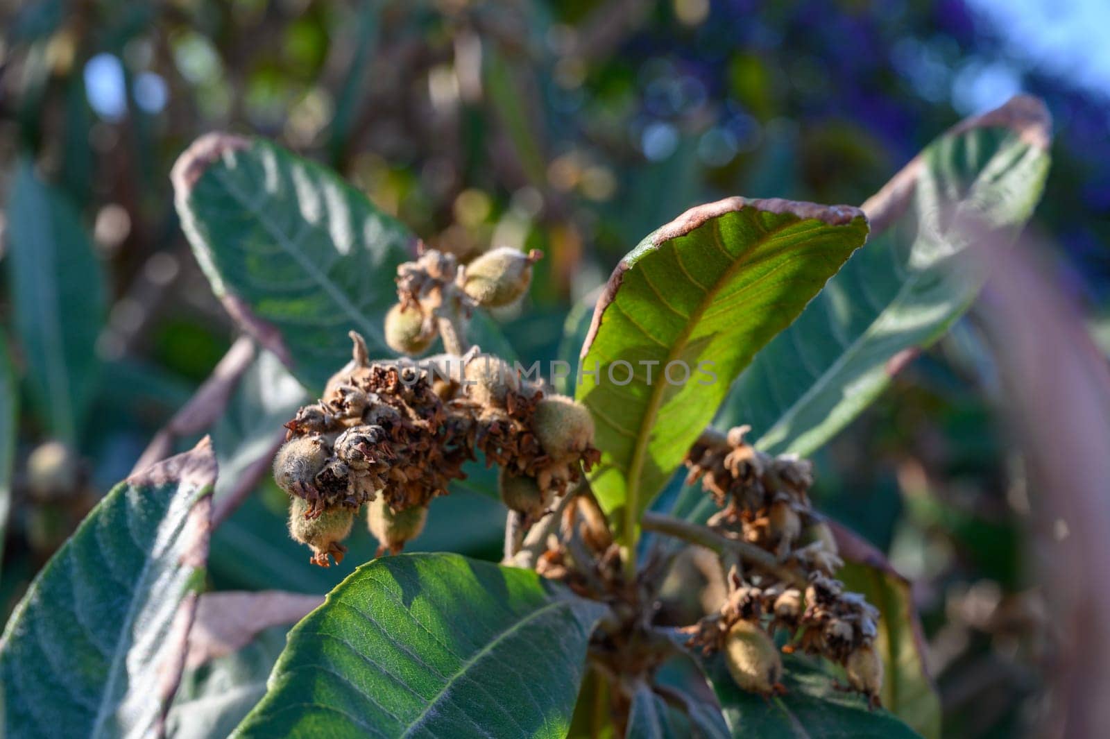 Lush green leaves display new fruit growth under brilliant sunlight, creating a vivid tableau of botanical life.
