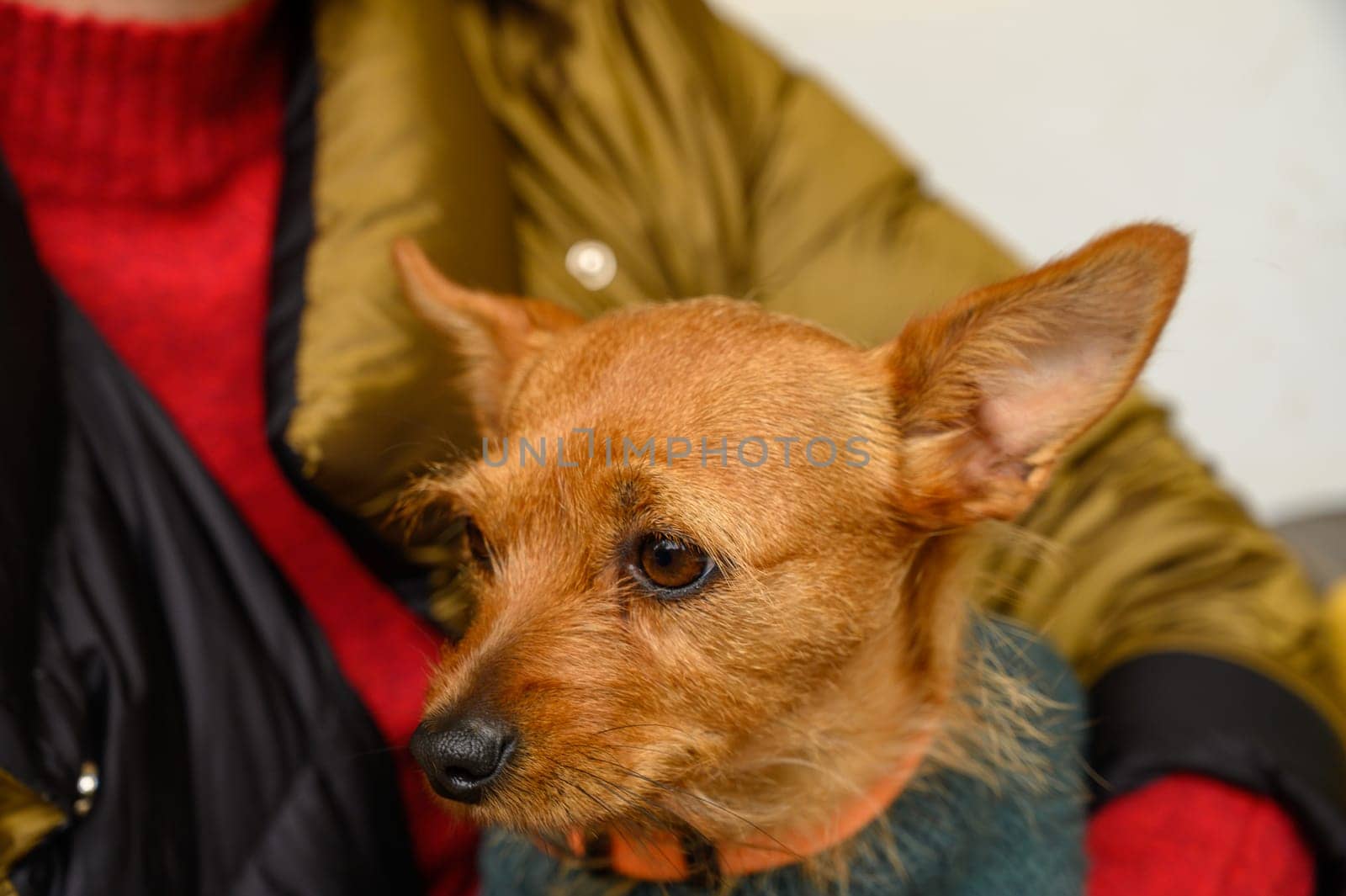 A small, brown dog sits comfortably on a person's lap in a cozy indoor setting, radiating warmth and contentment.
