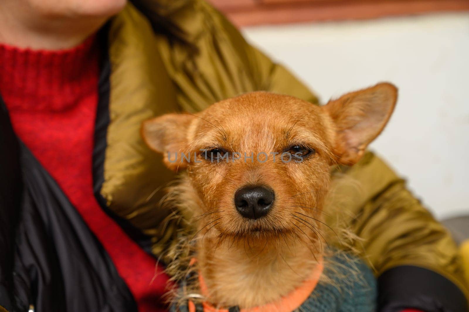 A small brown dog with a relaxed expression enjoys a cozy moment against a person’s colorful sweater.