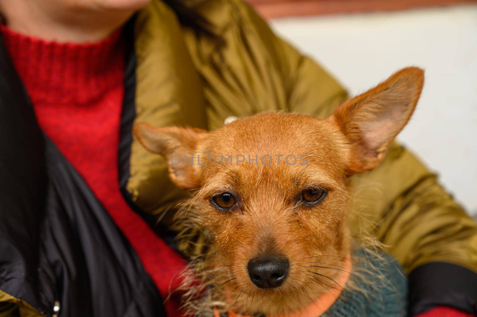 A small brown dog snuggles against its owner, enjoying warmth and companionship on a cool day.