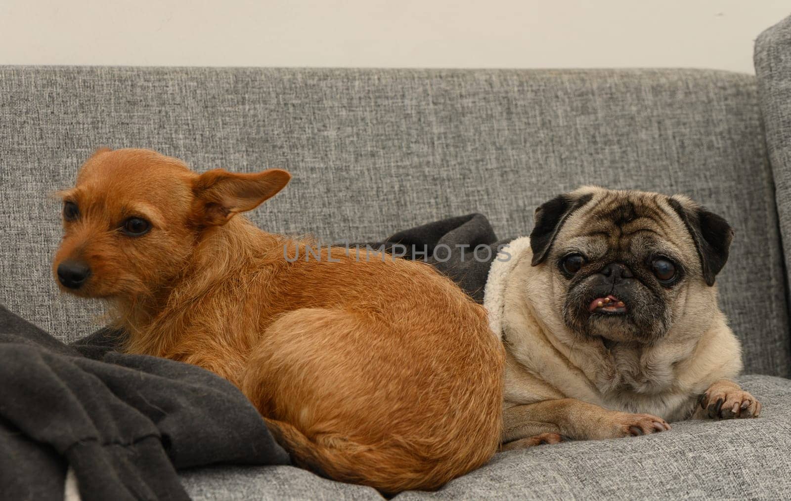 Two dogs, one brown and one fawn, enjoy their time resting together on a soft couch in a relaxed atmosphere.