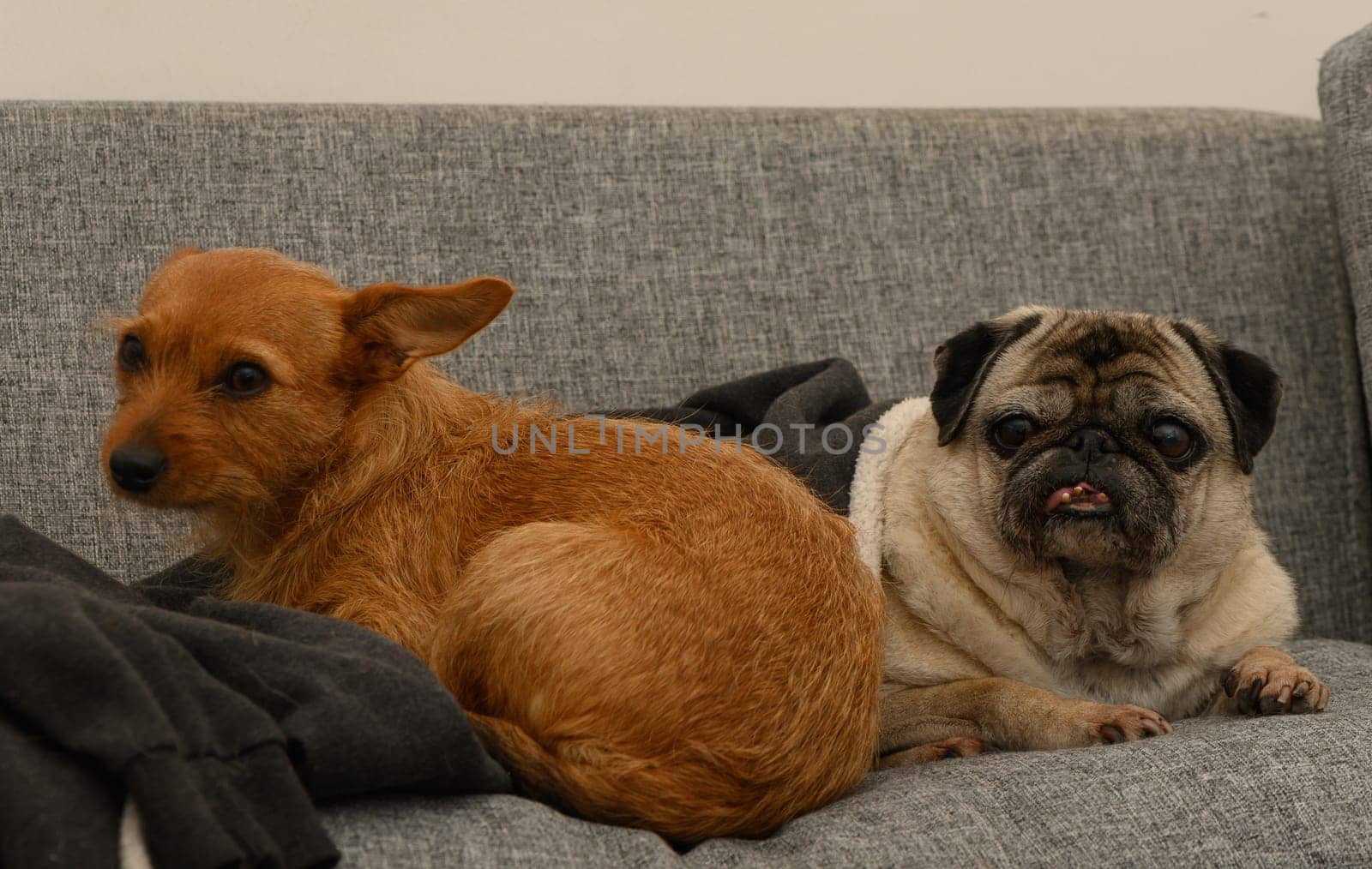 Two furry friends enjoy a relaxing moment on a soft couch, basking in the comfort of their home.