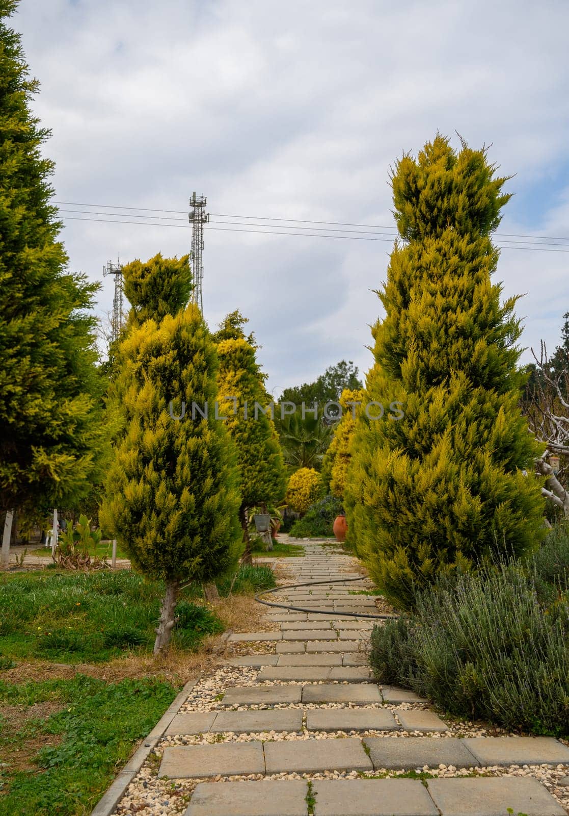 A tranquil walkway surrounded by lush trees invites a peaceful stroll under an overcast sky.