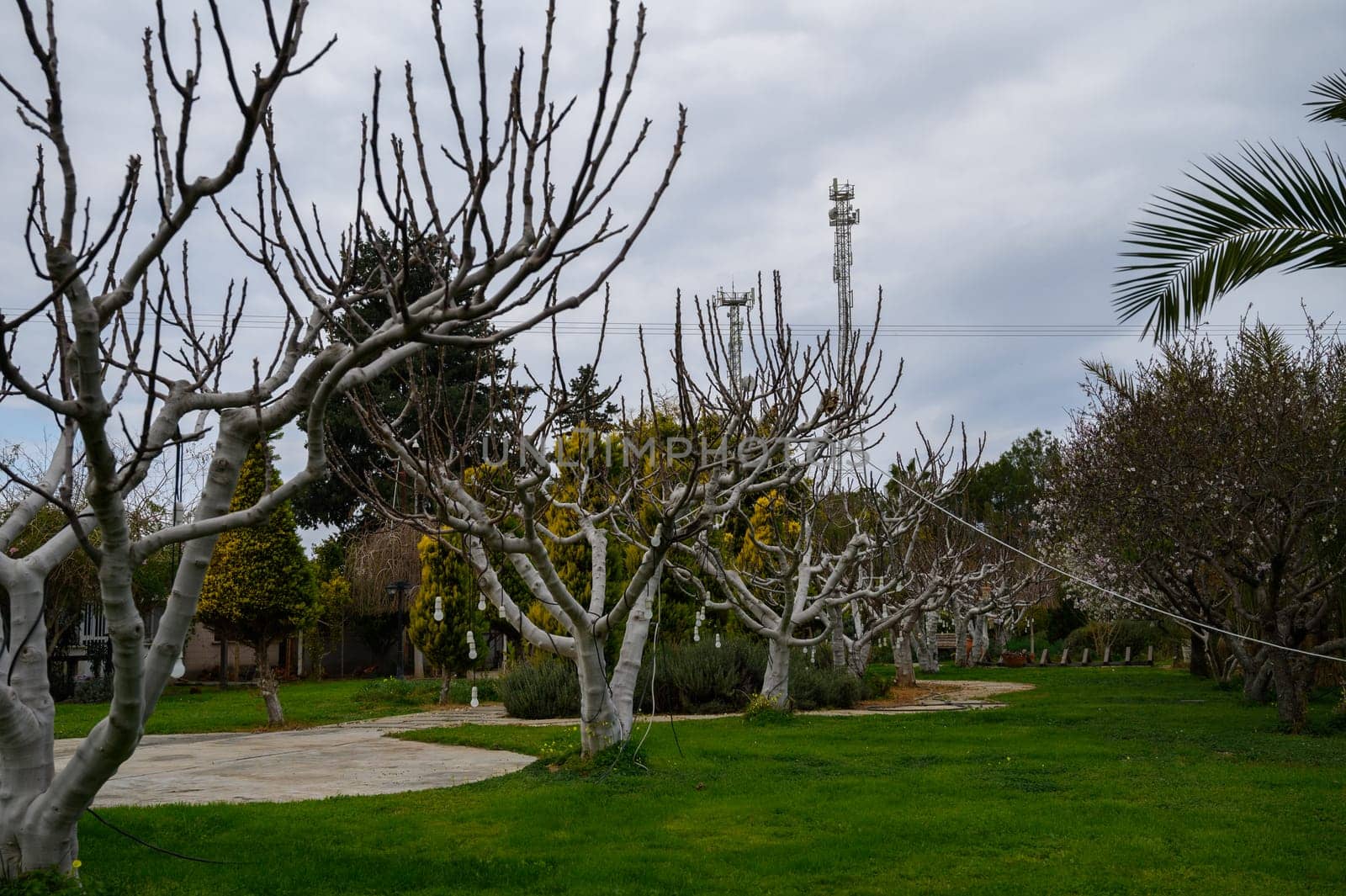 Bare branches reach for the sky in a tranquil garden area, lush grass surrounding dormant trees and overcast weather.