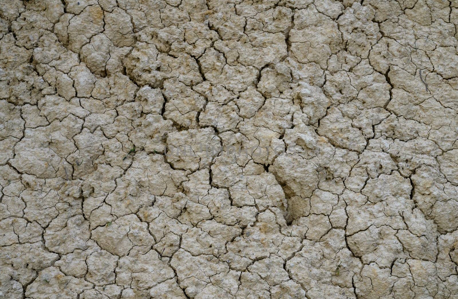 Parched earth showcases deep fissures created by prolonged dry conditions under the bright sun.