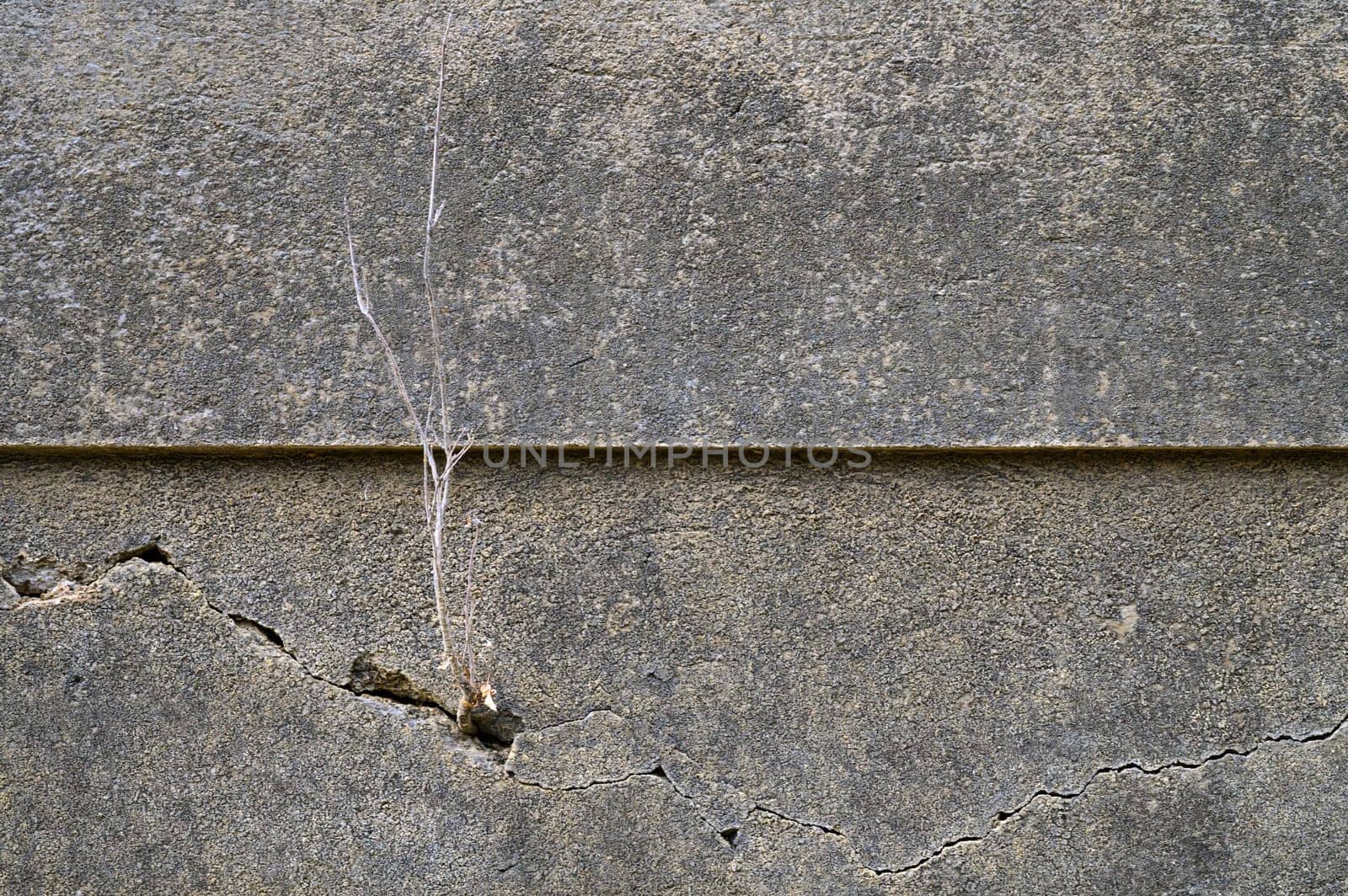 A fragile plant emerges from a crack, showcasing nature's determination against a backdrop of aged concrete.