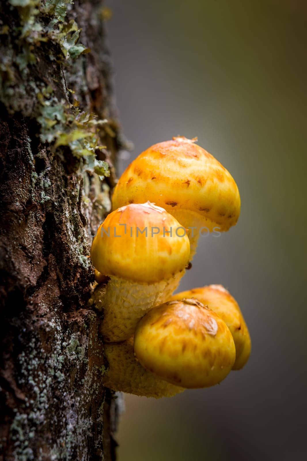 A small cluster of honey mushrooms on the side of a tree.