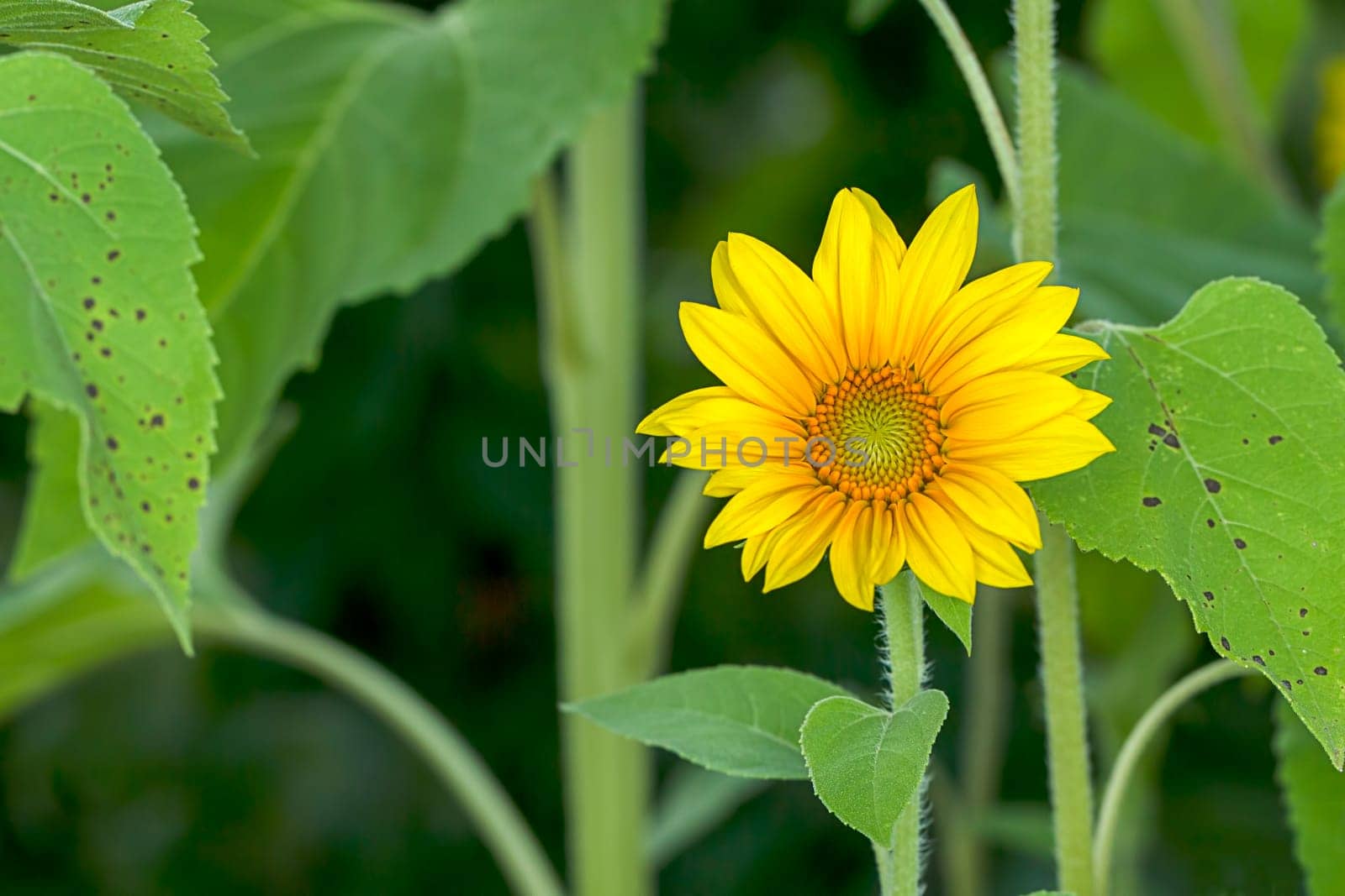 A small pretty yellow sunflower in the garden.