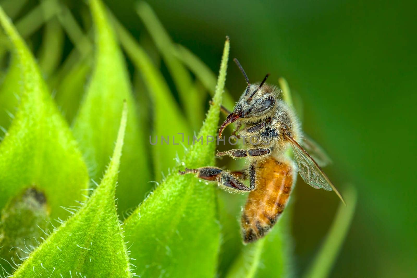 A honey bee on the leaf of a sunflower plant.