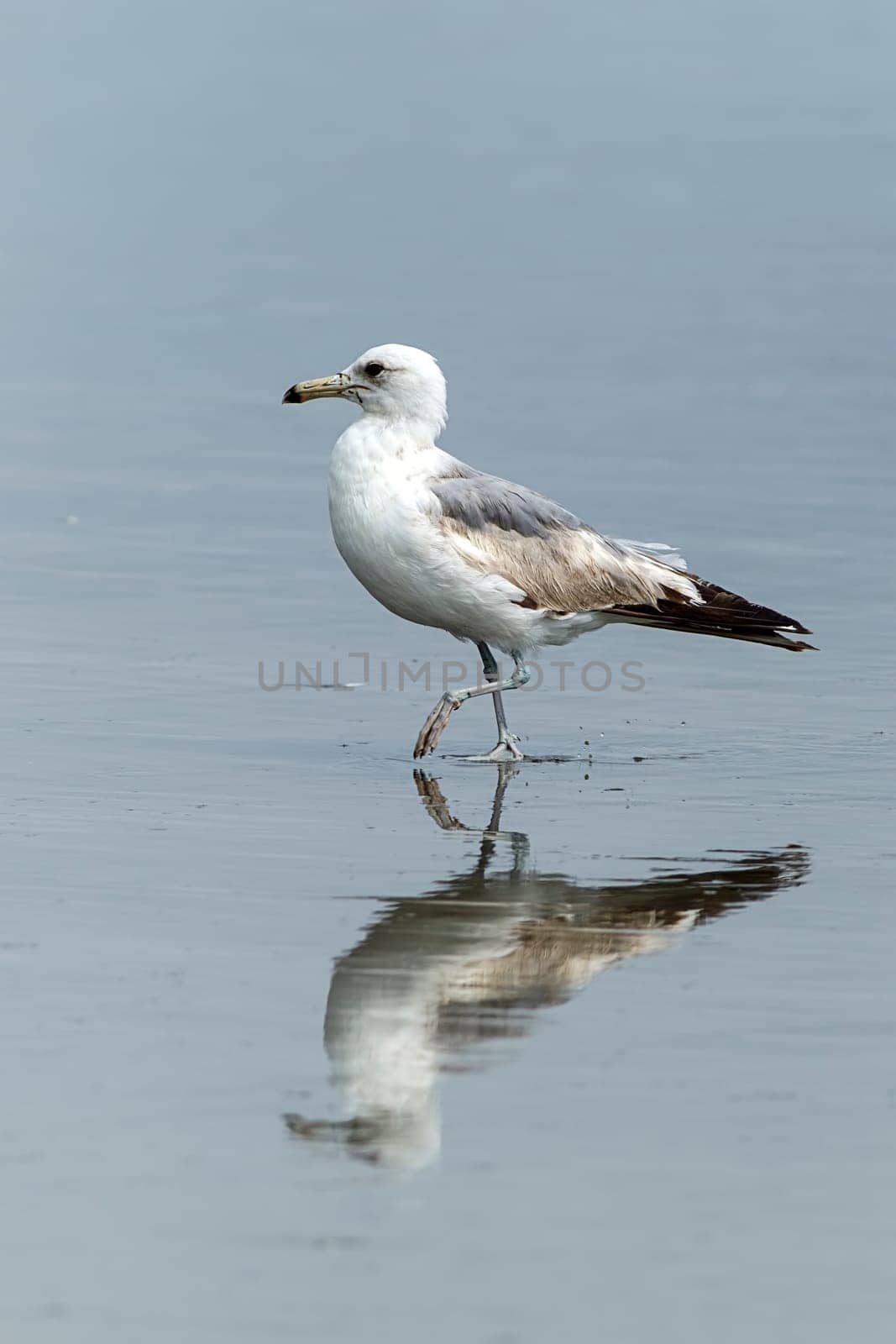 Reflection of a Herring Gull searching for food on Orange City Beach in Ocean Shores, Washington.