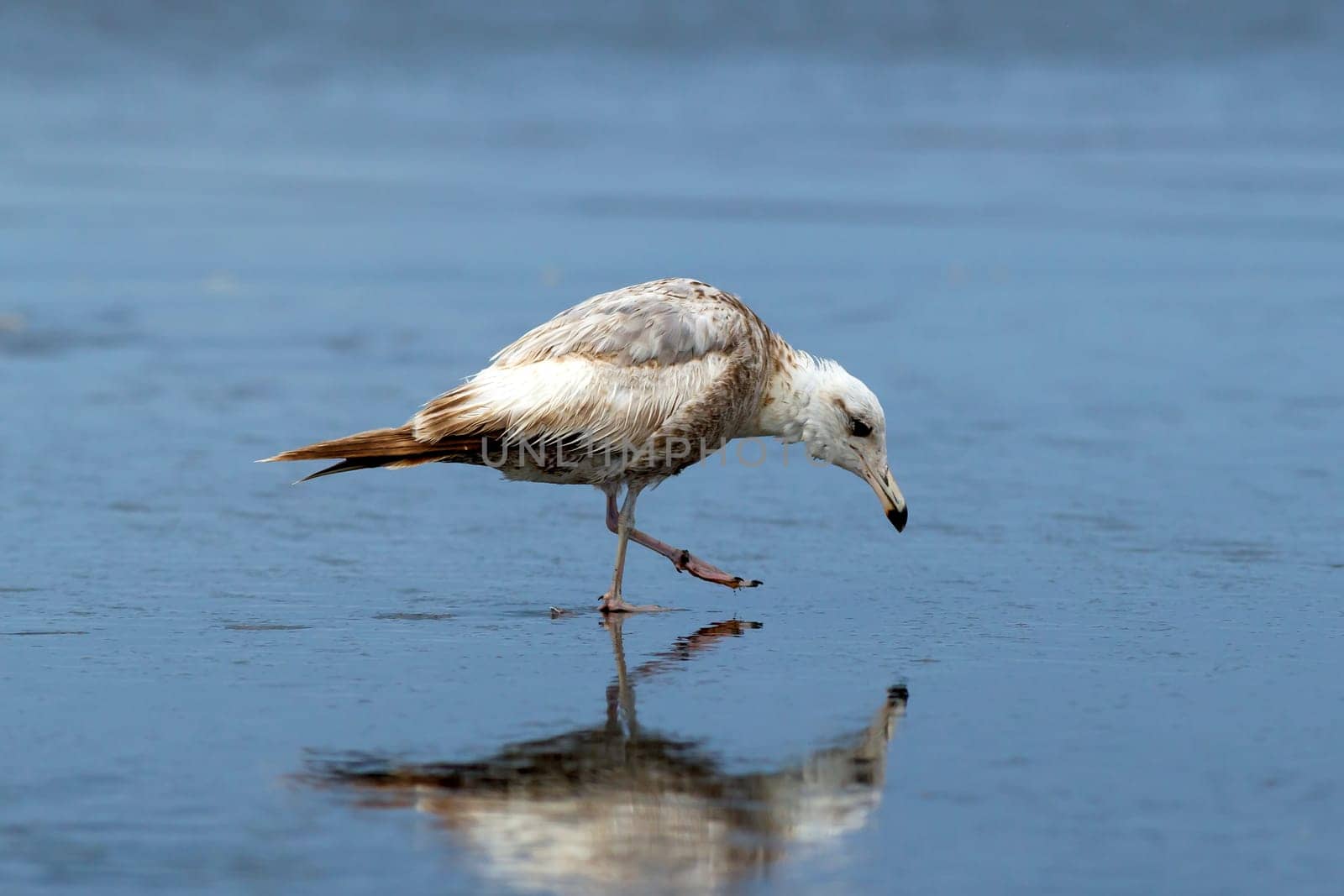 Reflection of an immature Herring Gull searching for food on Orange City Beach in Ocean Shores, Washington.