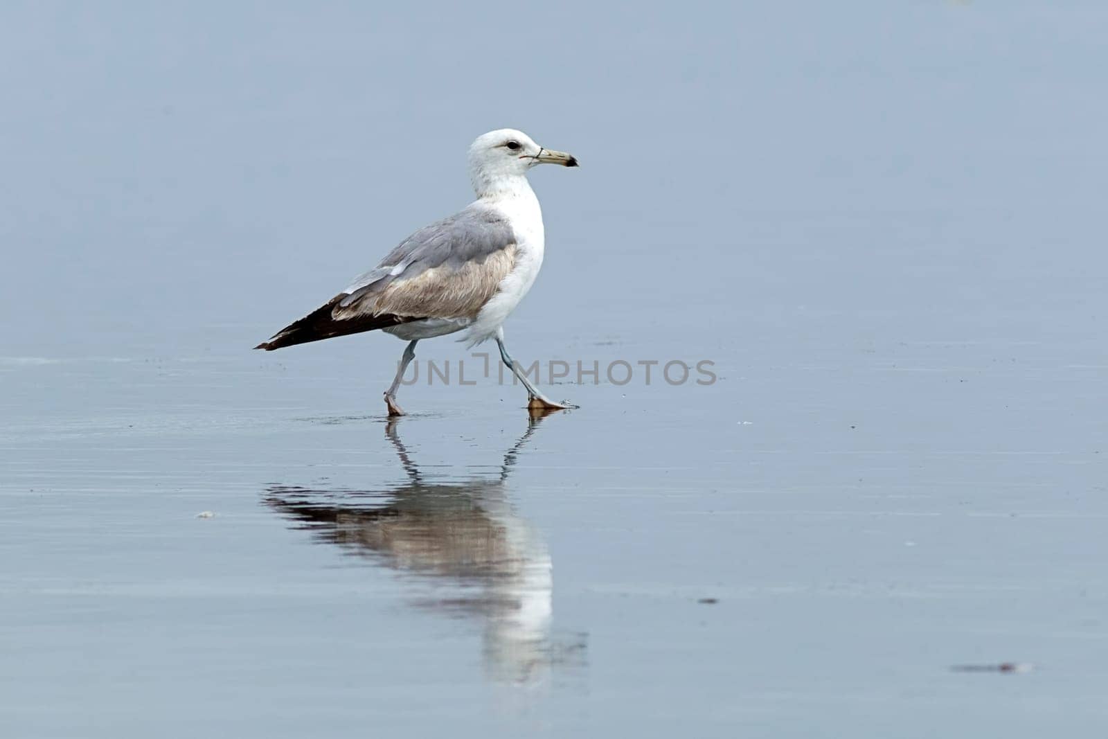 Reflection of a Herring Gull searching for food on Orange City Beach in Ocean Shores, Washington.