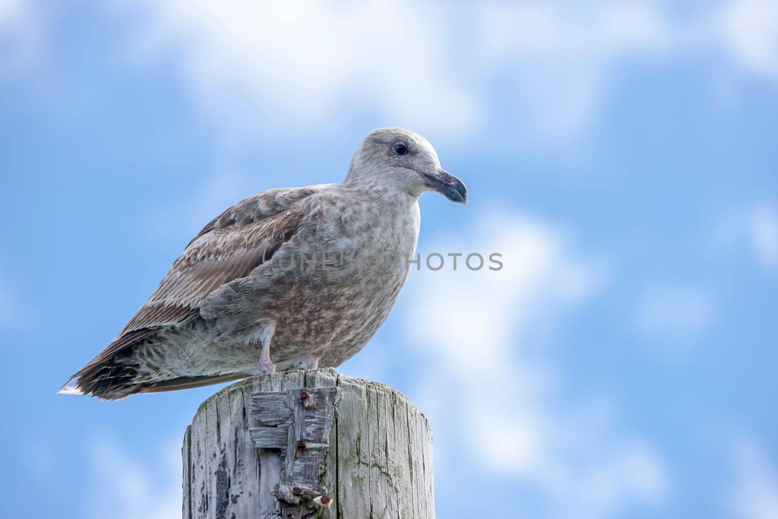 Immature Herring Gull, Larus Argentatus, on a post at the Westhaven Cove in Westport, Washington.