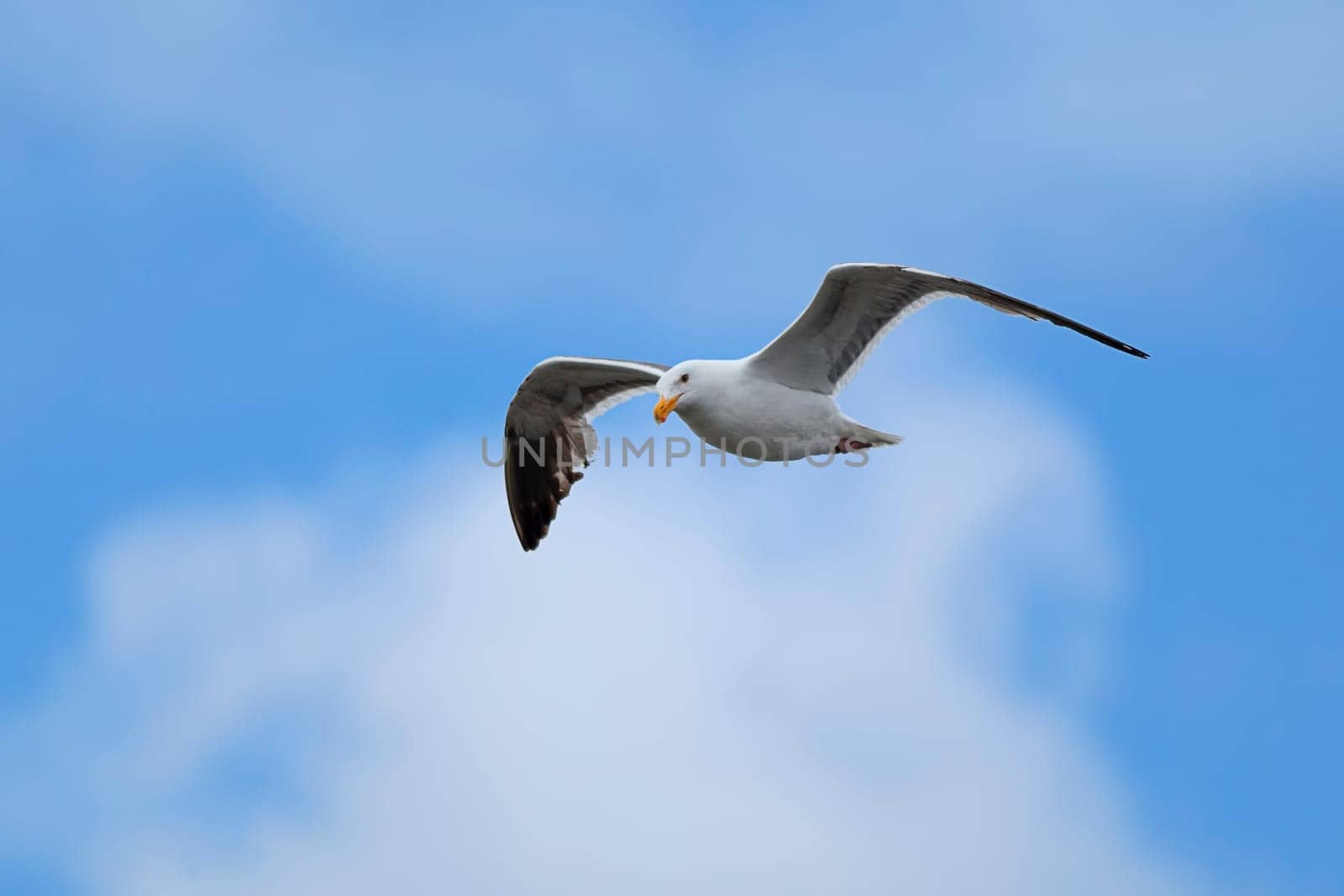 A herring gull flies in the sky above Westport, Washington.