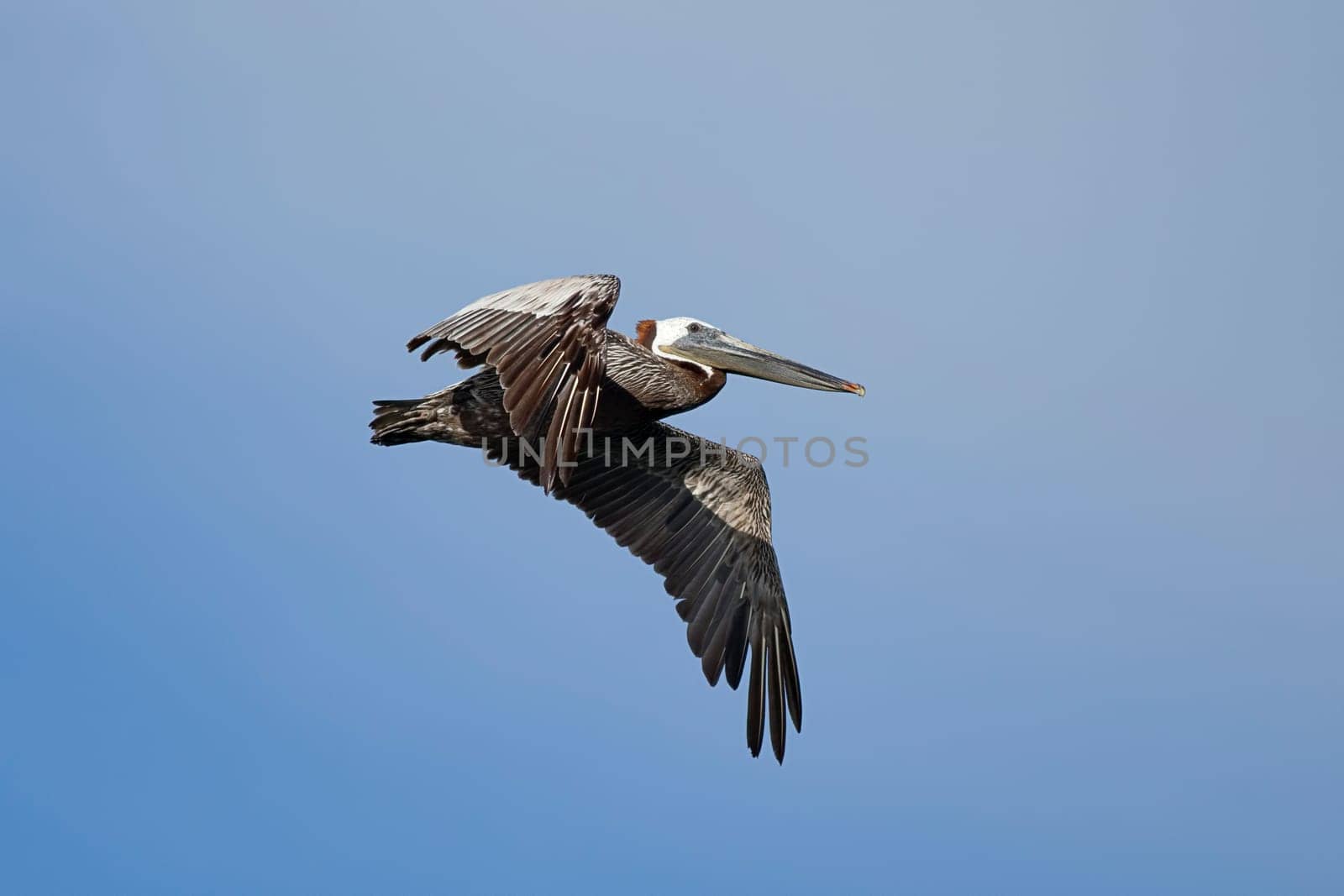 An eastern brown pelican, Pelecanus occidentalis, flying in the sky above Westhaven Cove in Westport, Washington.