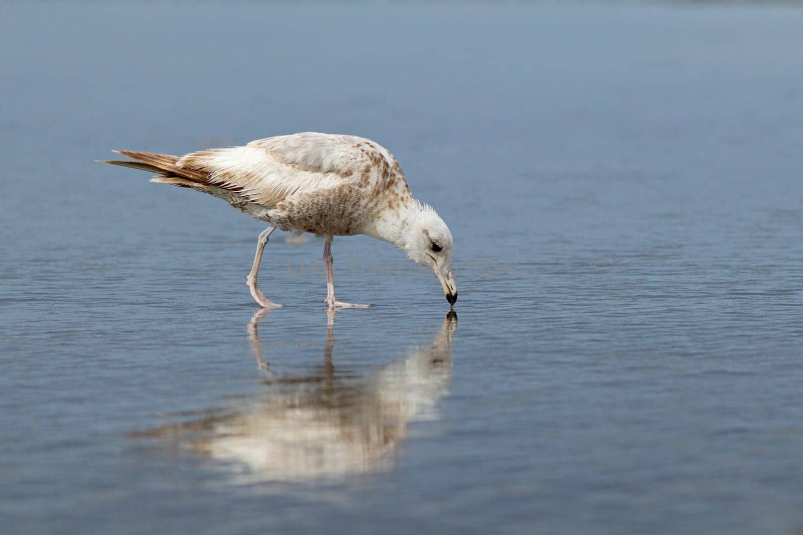 (Sensor spots erased}  Reflection of an immature Hering Gull searching for food on Damon Point in Ocean Shores, Washington.