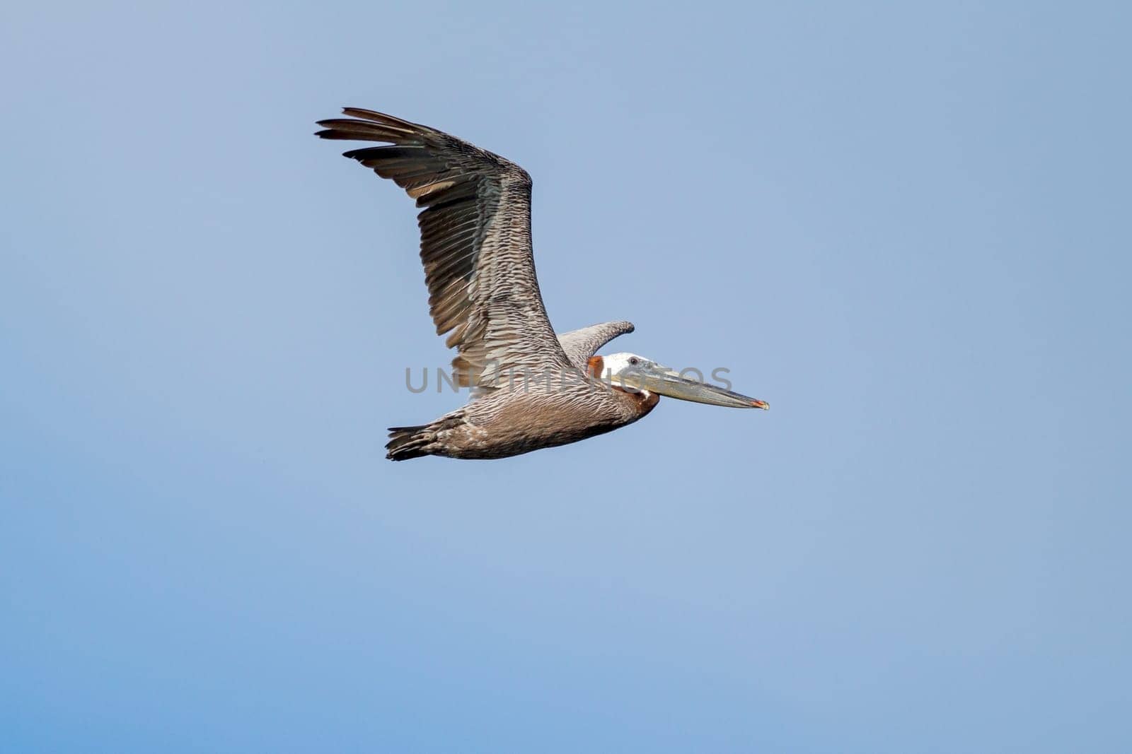 (Sensor spots erased} An eastern brown pelican, Pelecanus occidentalis, flying in the sky above Westhaven Cove in Westport, Washington.