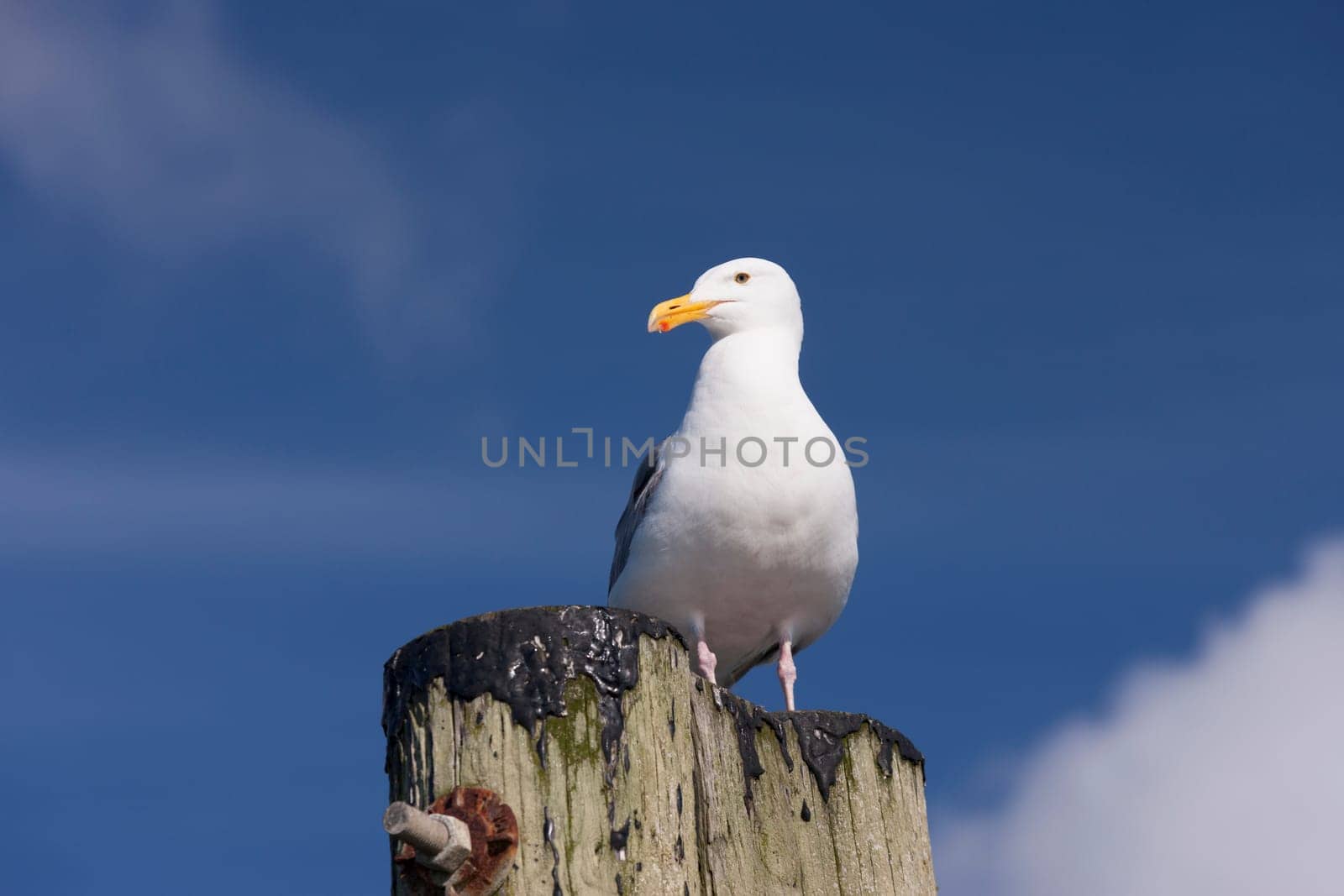 An adult Herring Gull perched on a post at Westhaven Cove in Westport, Washington.