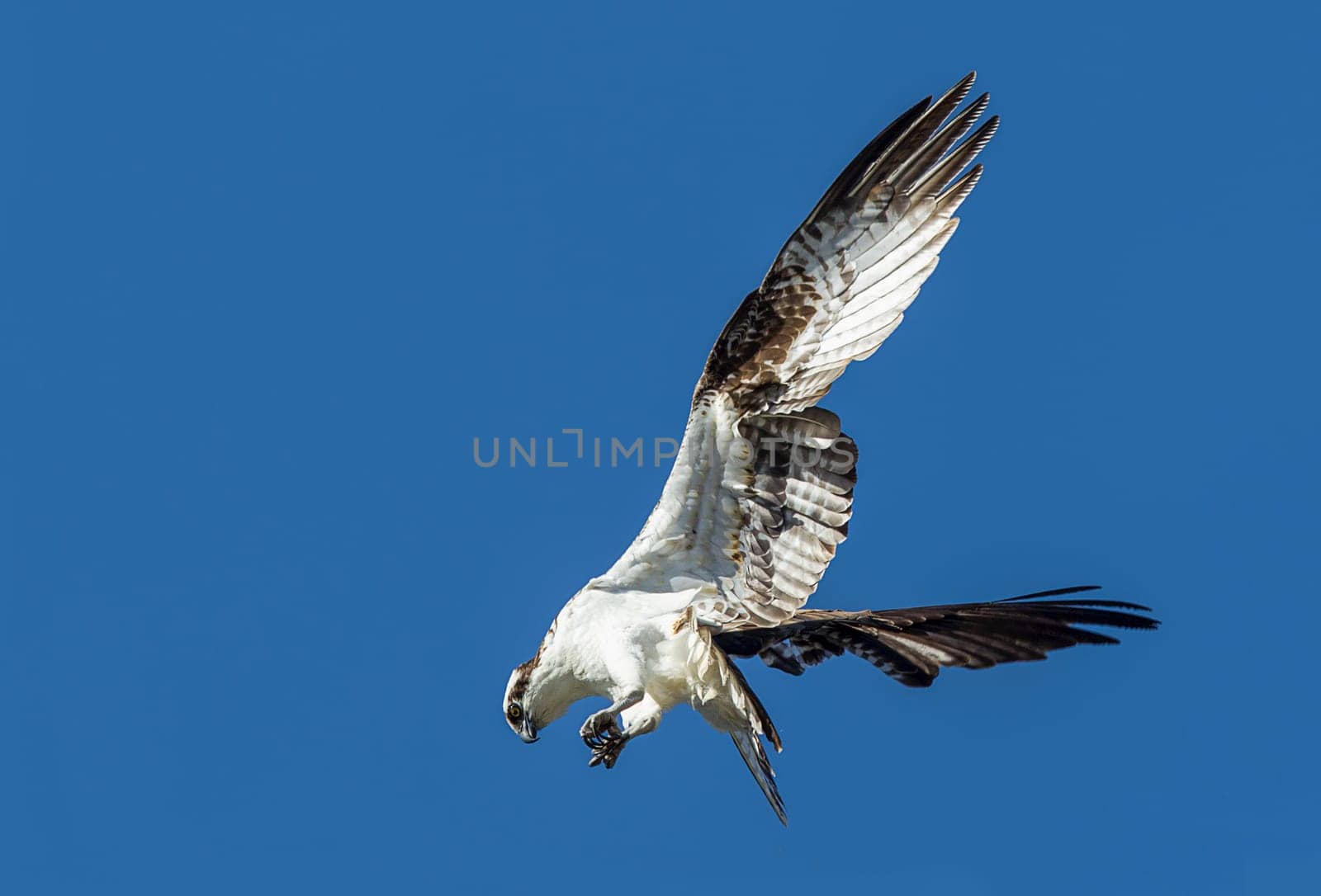 An osprey in north Idaho is fluttering its wings up in a clear blue sky.