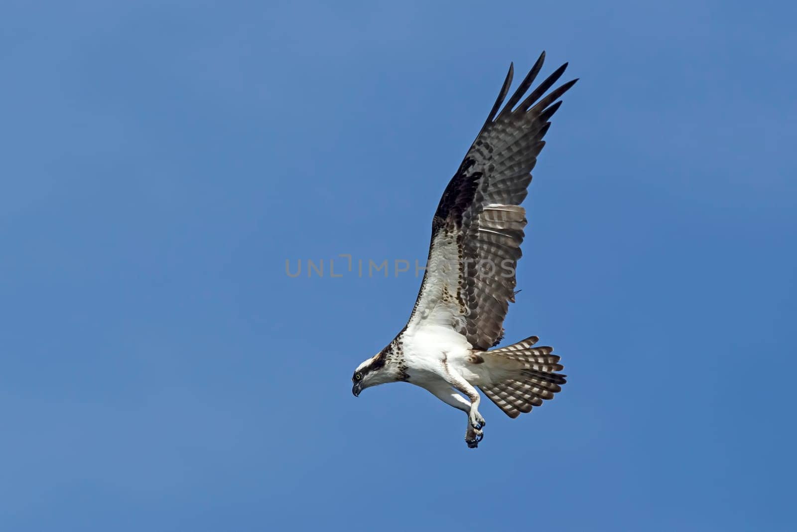 An osprey in north Idaho is fluttering its wings up in a clear blue sky.