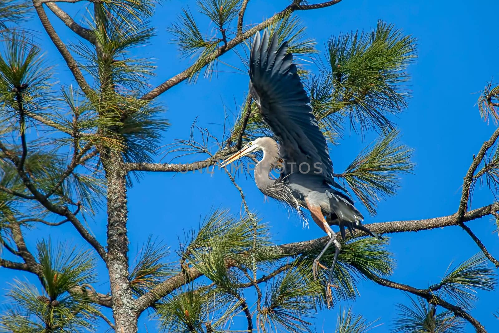 A great blue heron is bringing a stick in to build a nest in the tree in Fernan, Idaho.