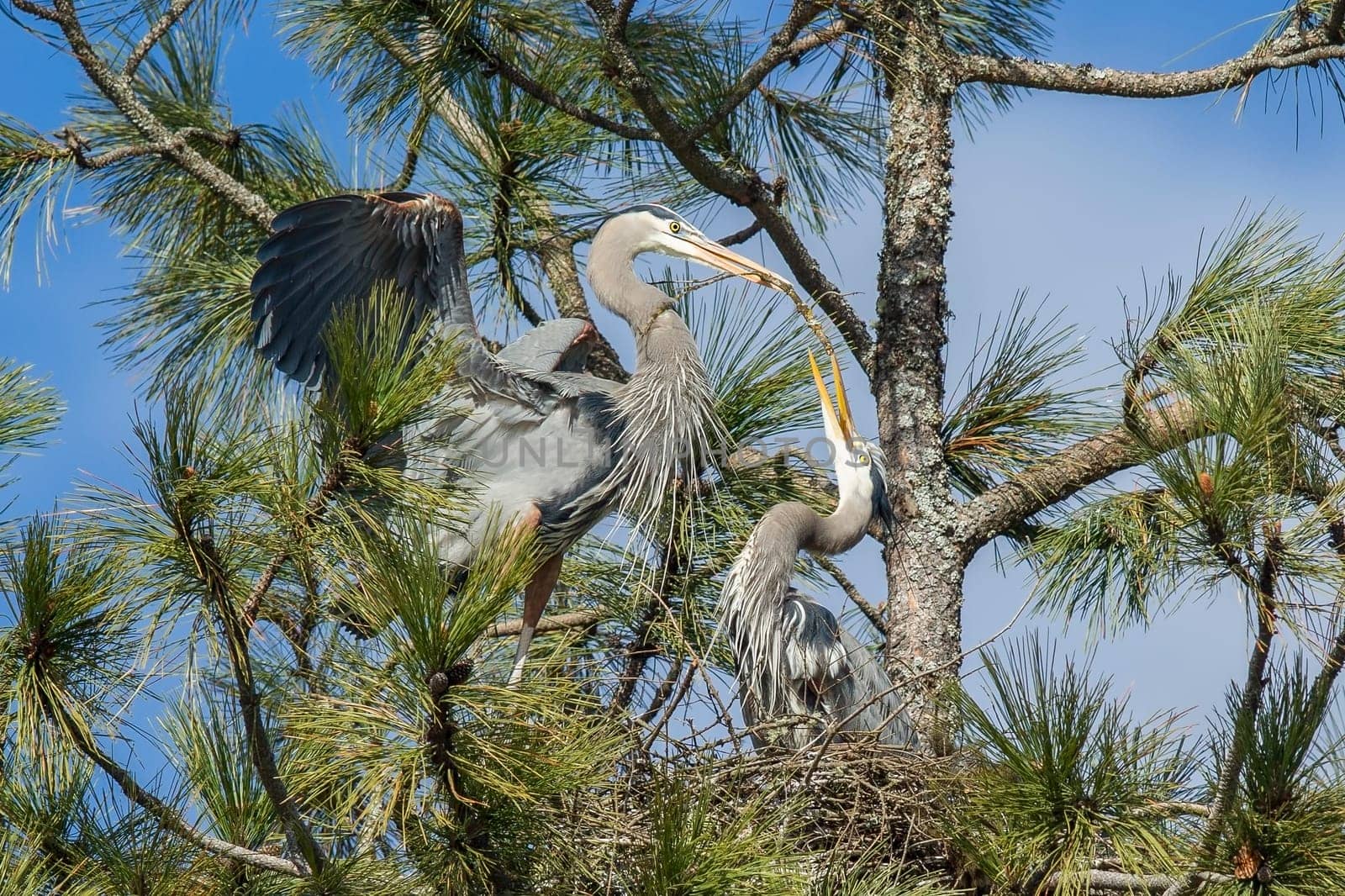 A great blue heron is bringing a stick in to build a nest in the tree in Fernan, Idaho.