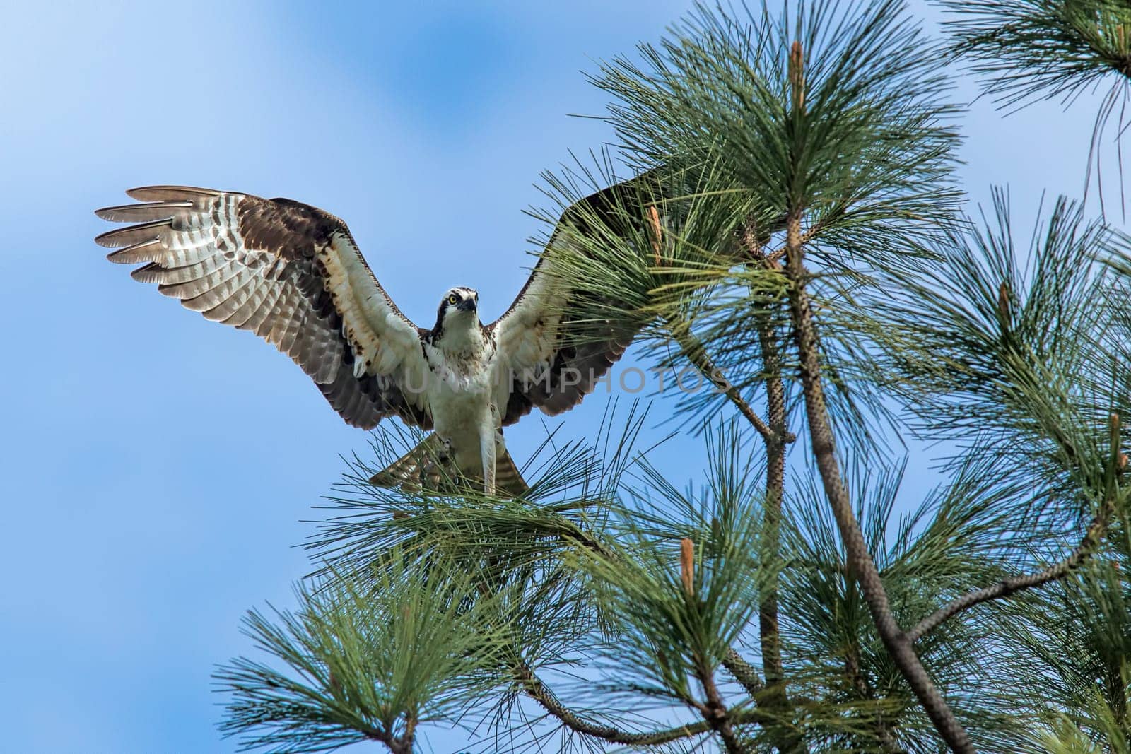 An osprey is perched on a pine tree branch with its wings spread.