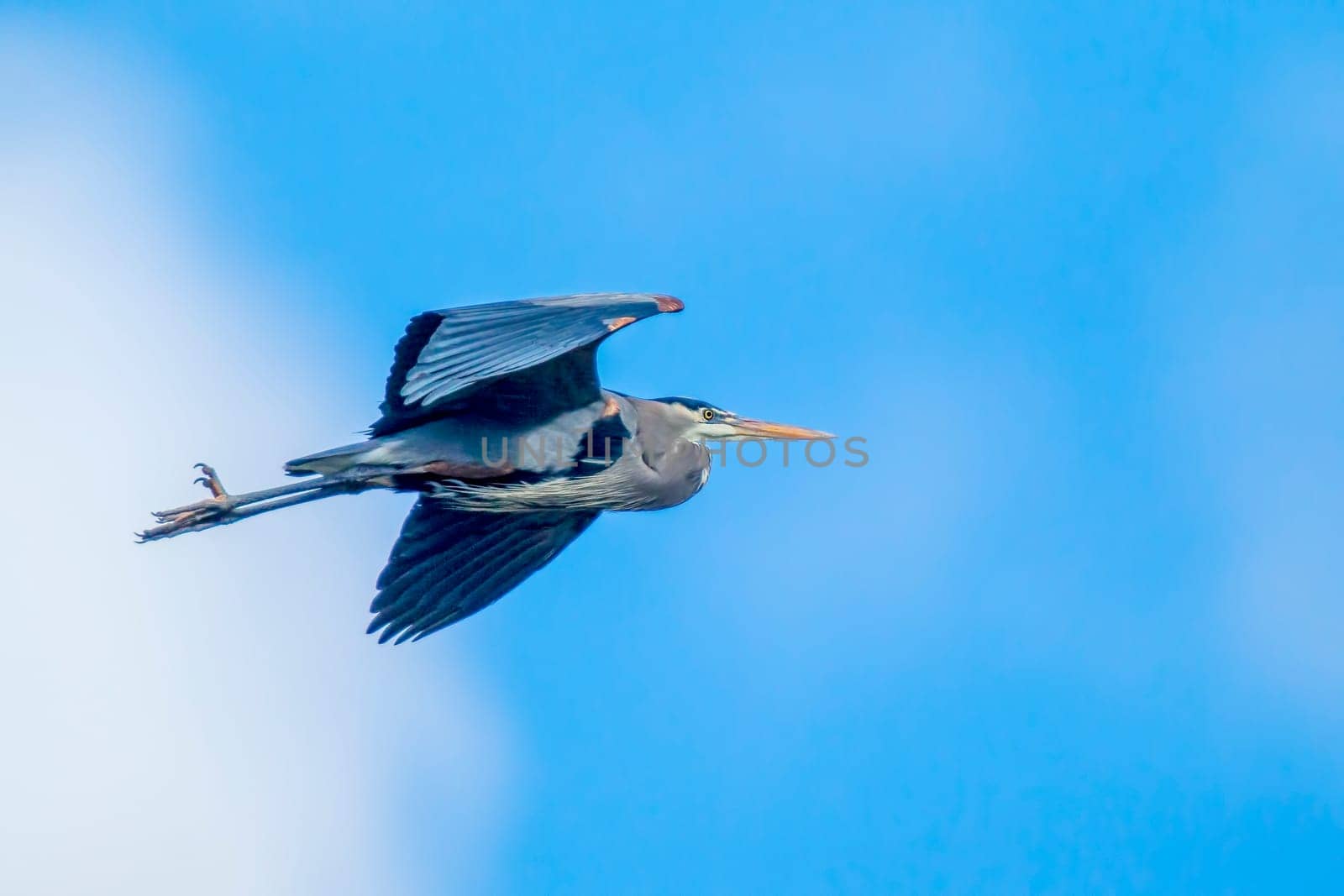 A great blue heron is flying up in the bright blue sky in north Idaho.