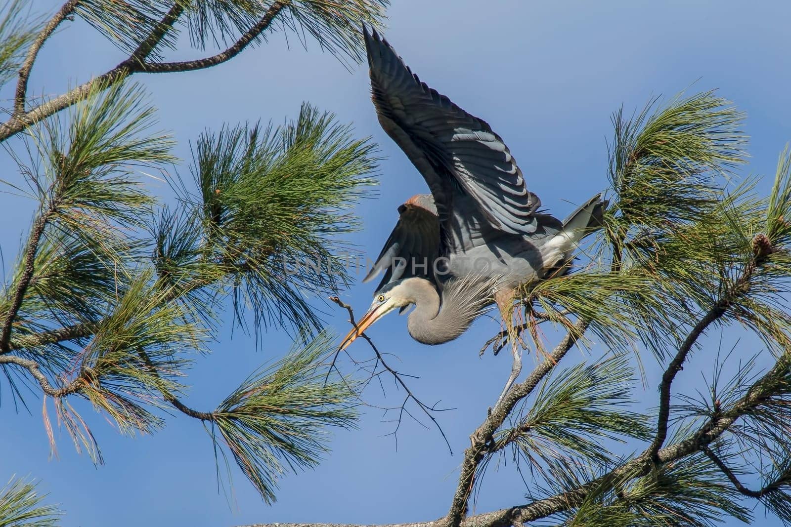 A great blue heron is bringing a stick in to build a nest in the tree in Fernan, Idaho.