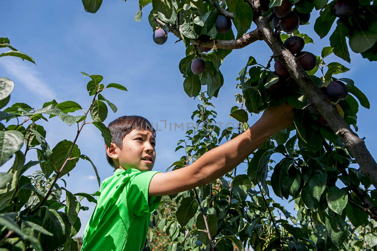 A young boy has fun picking fresh plums off of a plum tree.